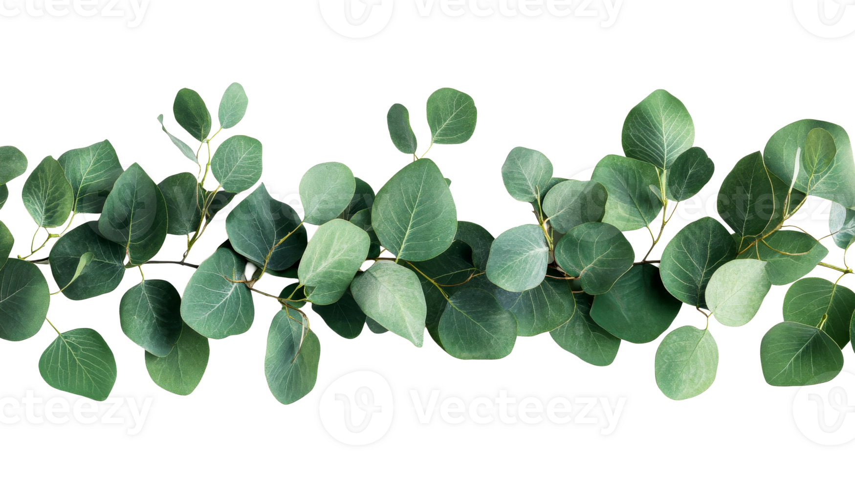 Eucalyptus branch arrangement in green tones, cut out transparent png