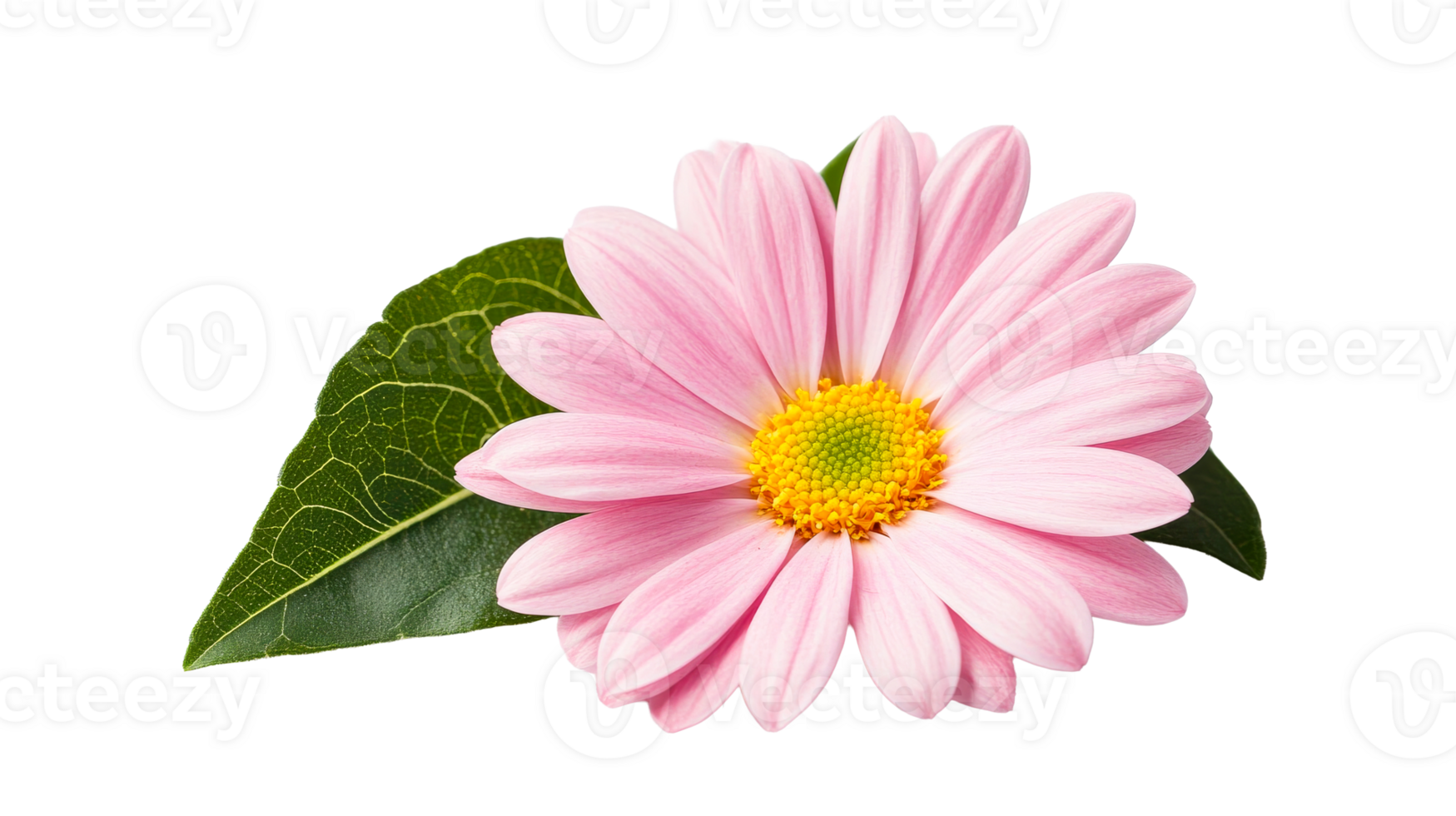 Pink daisy, beautiful petals, green leaf, vibrant center, cut out transparent png