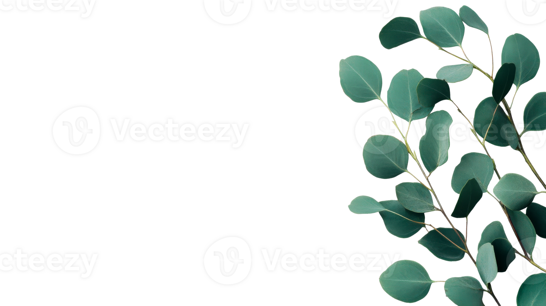 Eucalyptus silver dollar leaves on a black background, cut out transparent png