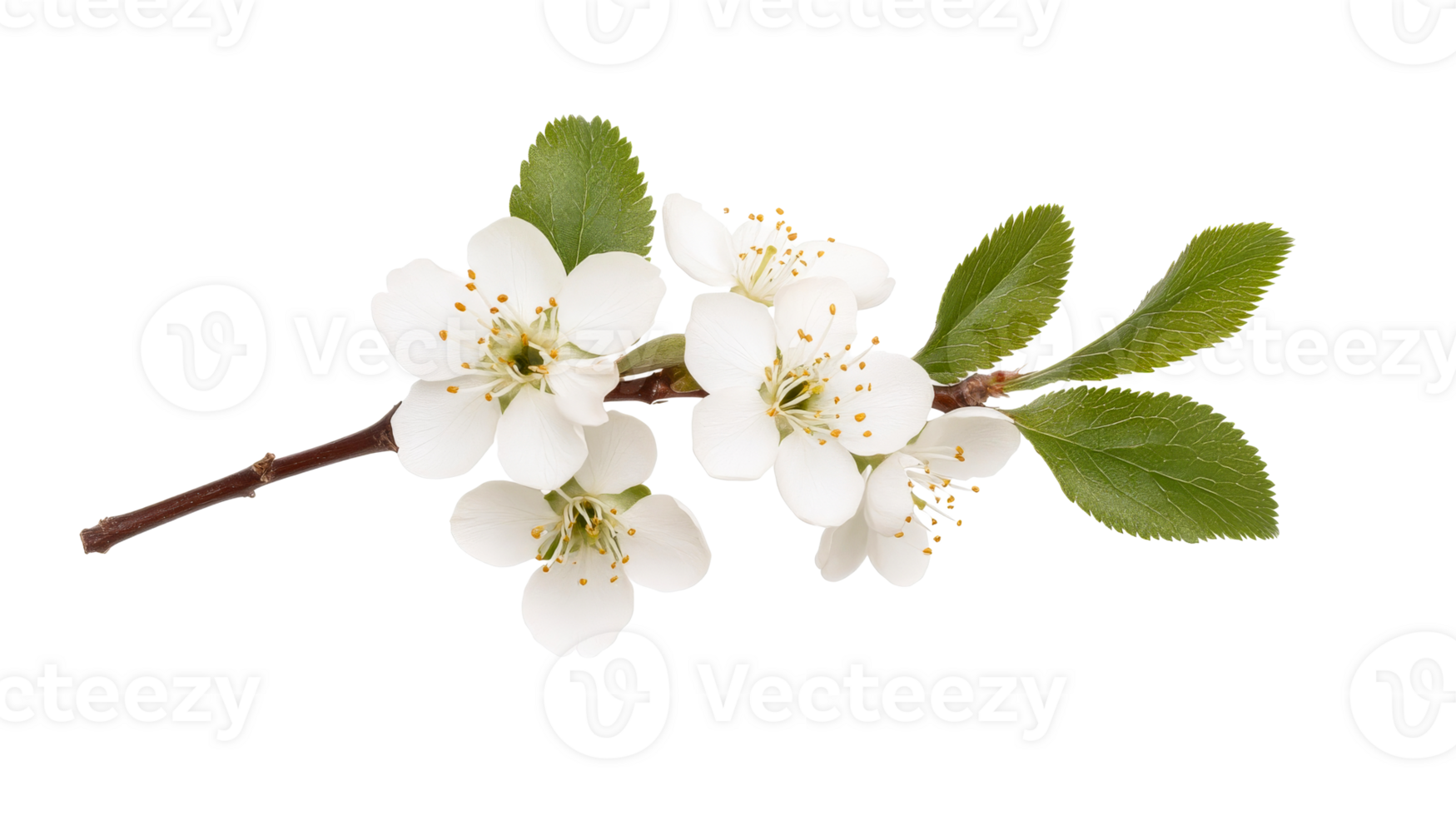 Plum blossoms and green leaves branch on black backdrop, cut out transparent png