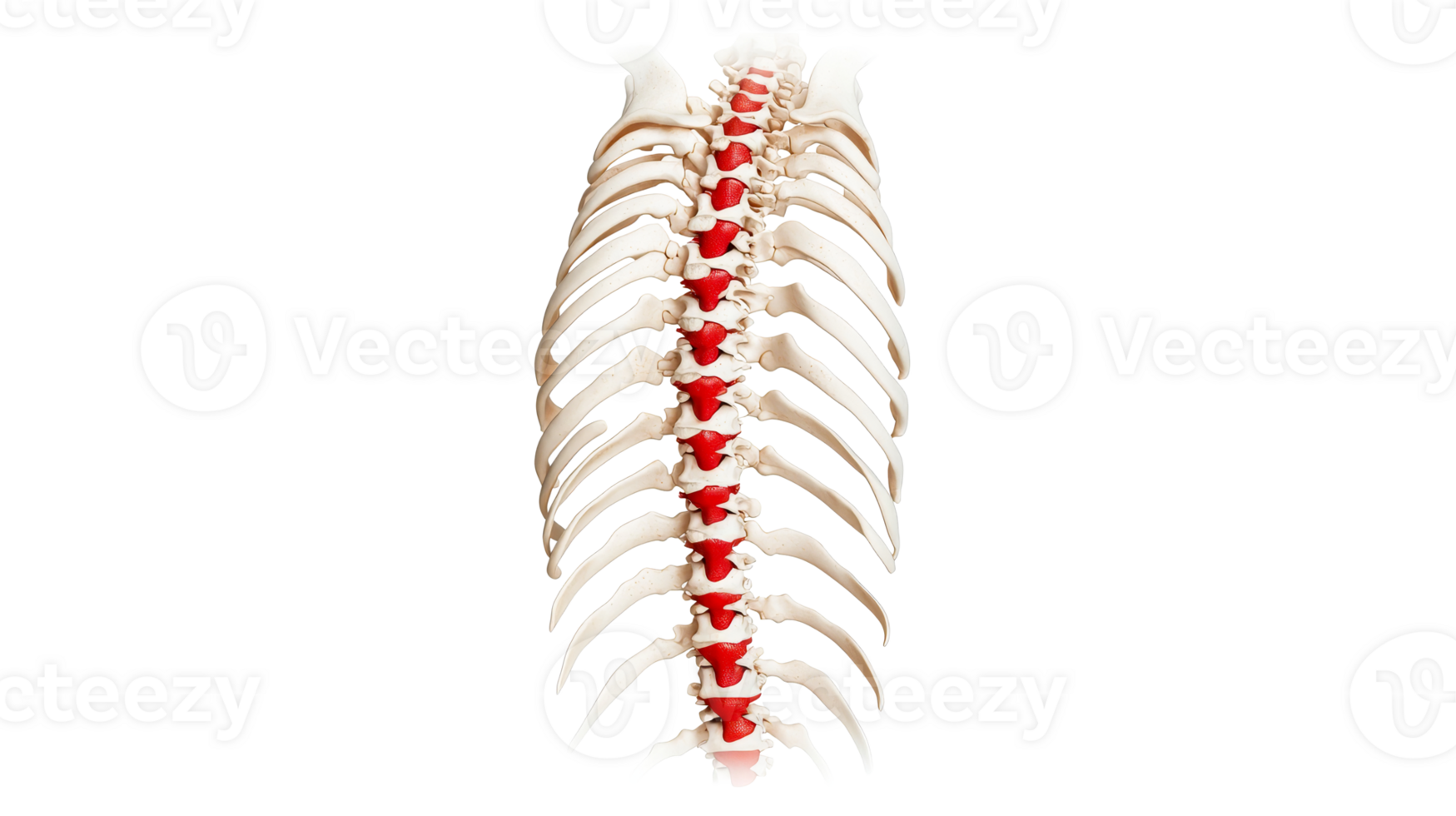 Human spine anatomy, ribs, bone structure, red spinal discs, cut out transparent png