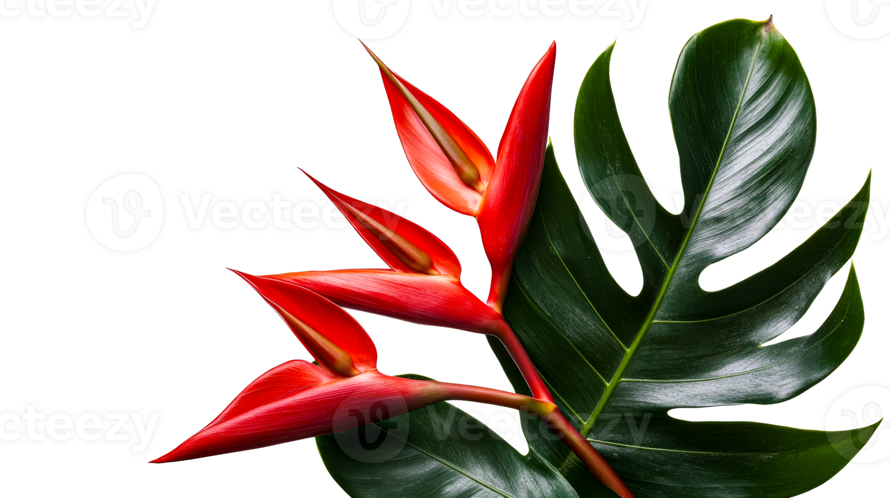 Heliconia flower with green monstera leaf on black backdrop, cut out transparent png