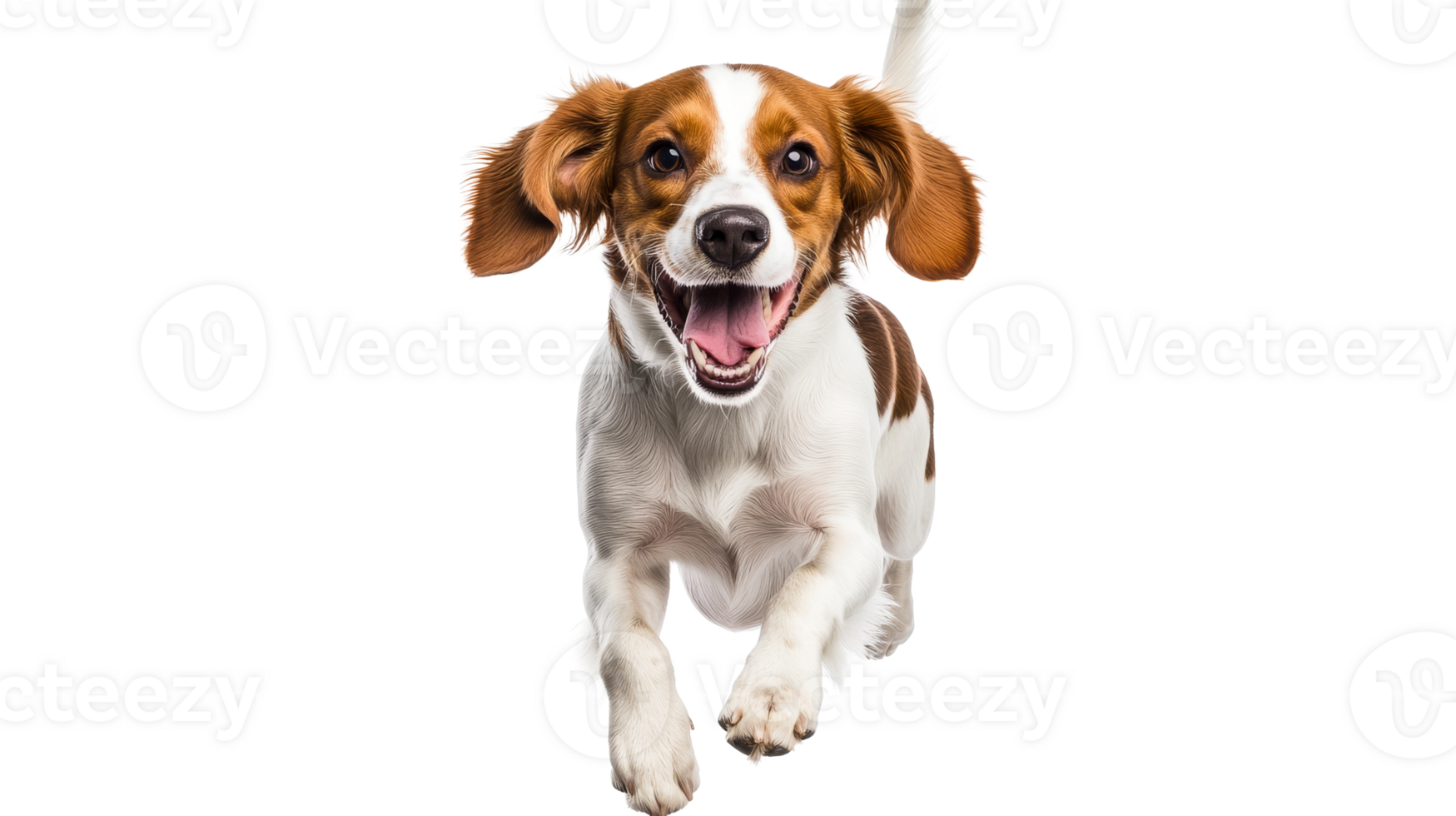 Dog running towards camera with a cheerful expression, cut out transparent png