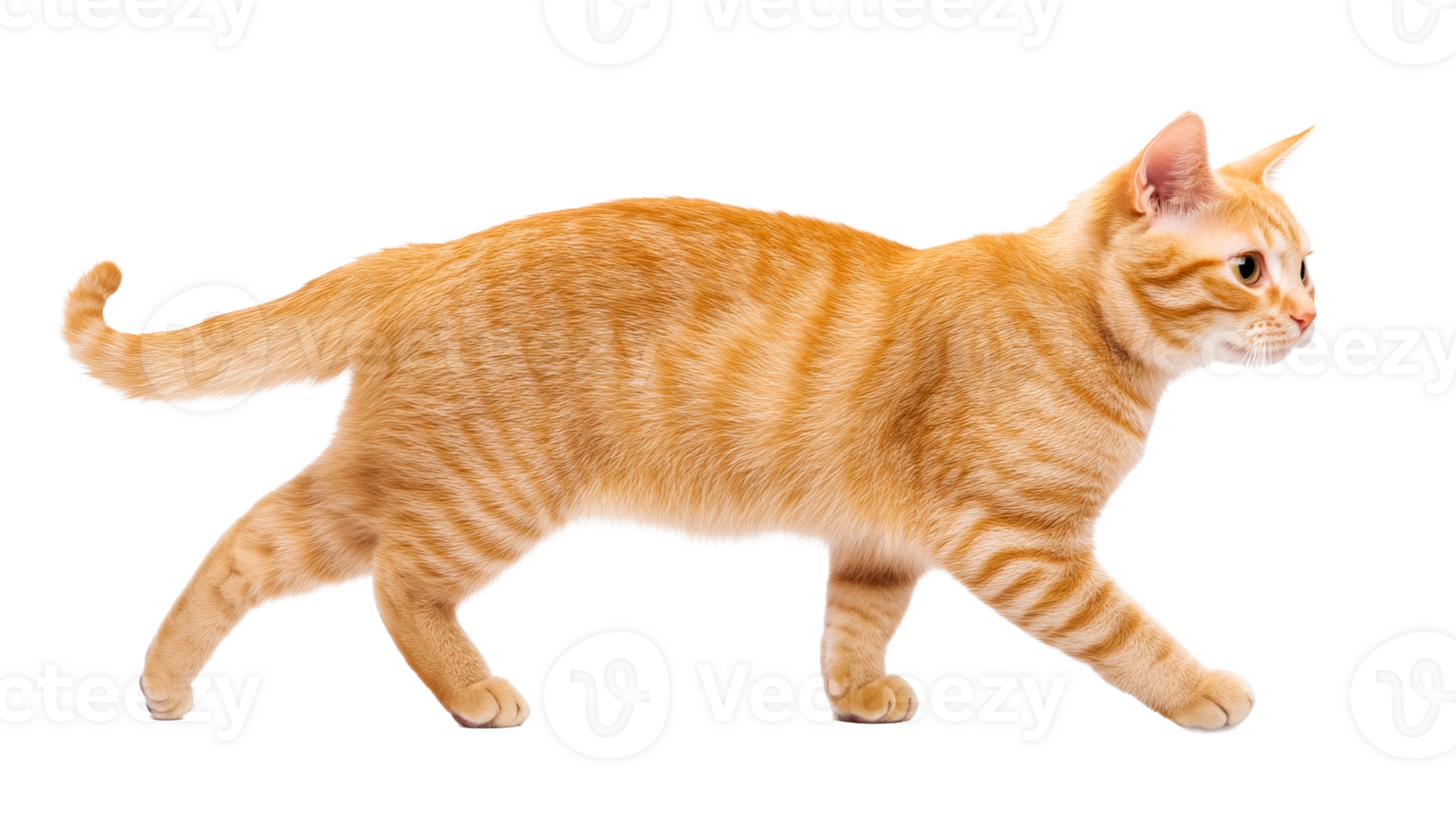 Ginger cat walking, tabby cat, cut out transparent png