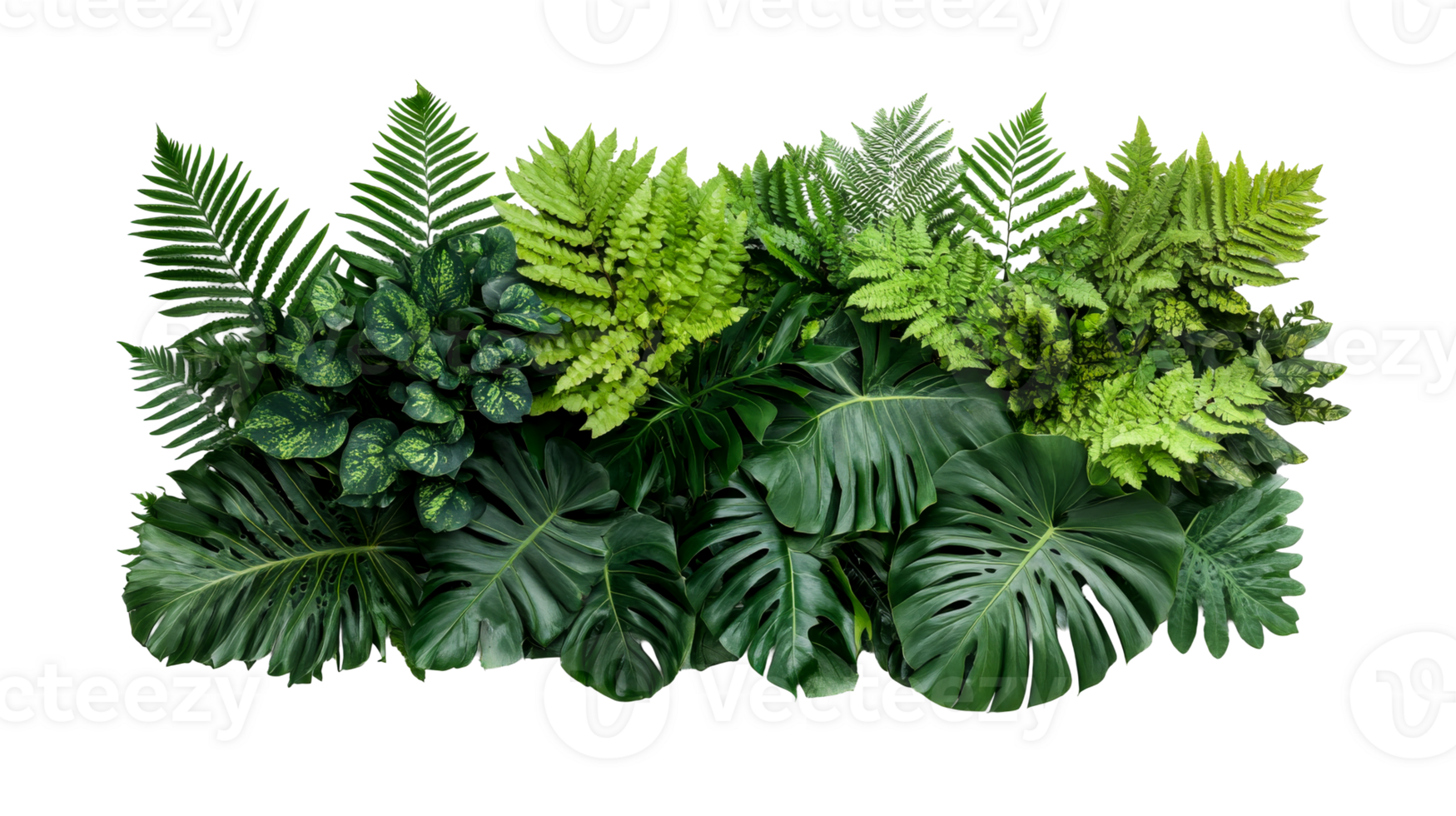 Lush Green Foliage with Ferns and Monstera, cut out transparent png