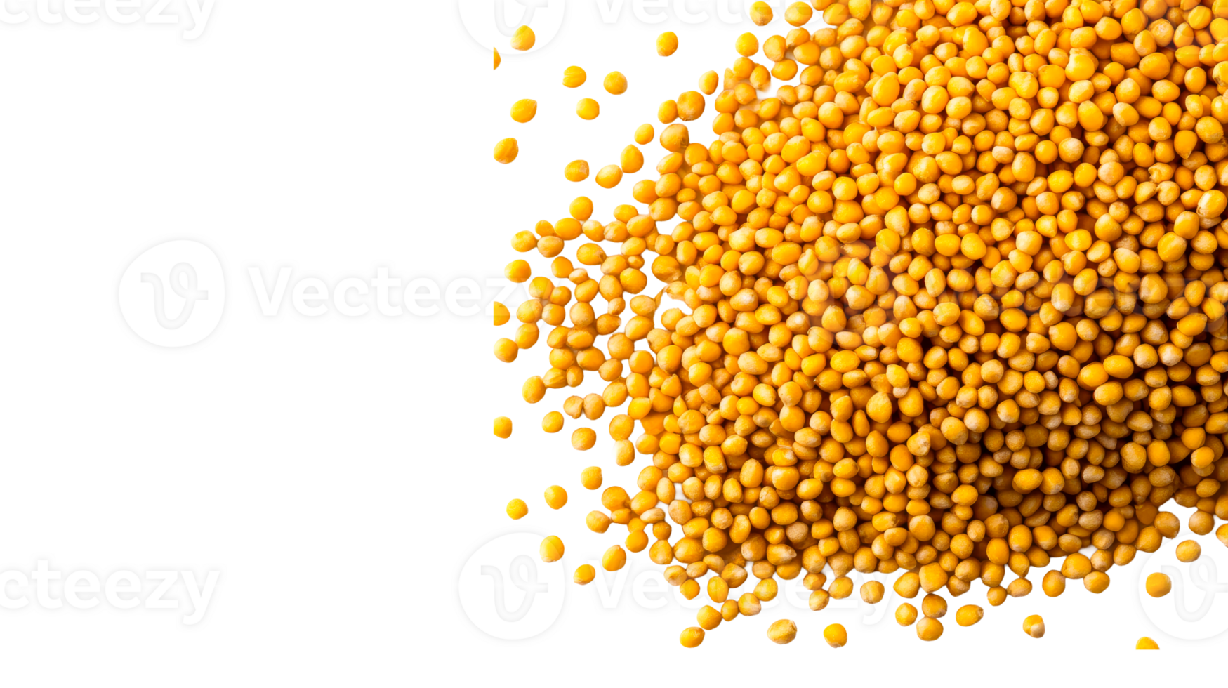 Yellow mustard seeds, close up texture on black, cut out transparent png