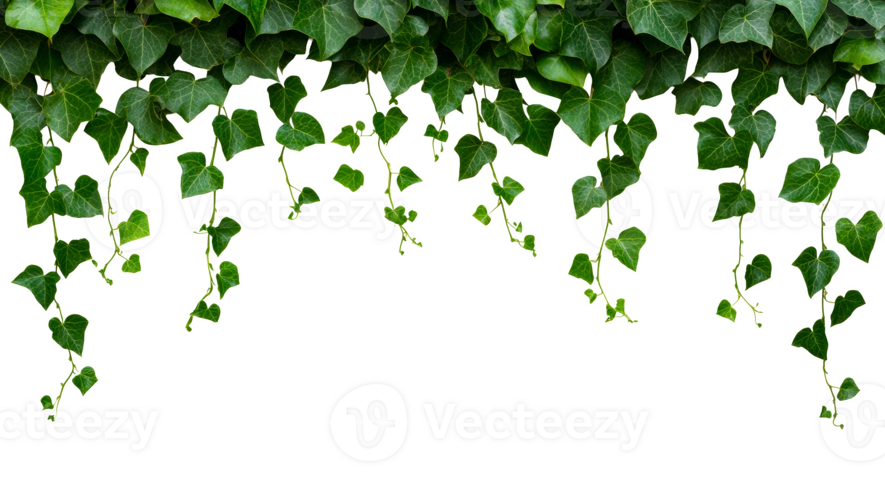 Hanging ivy leaves frame isolated over black background, cut out transparent png