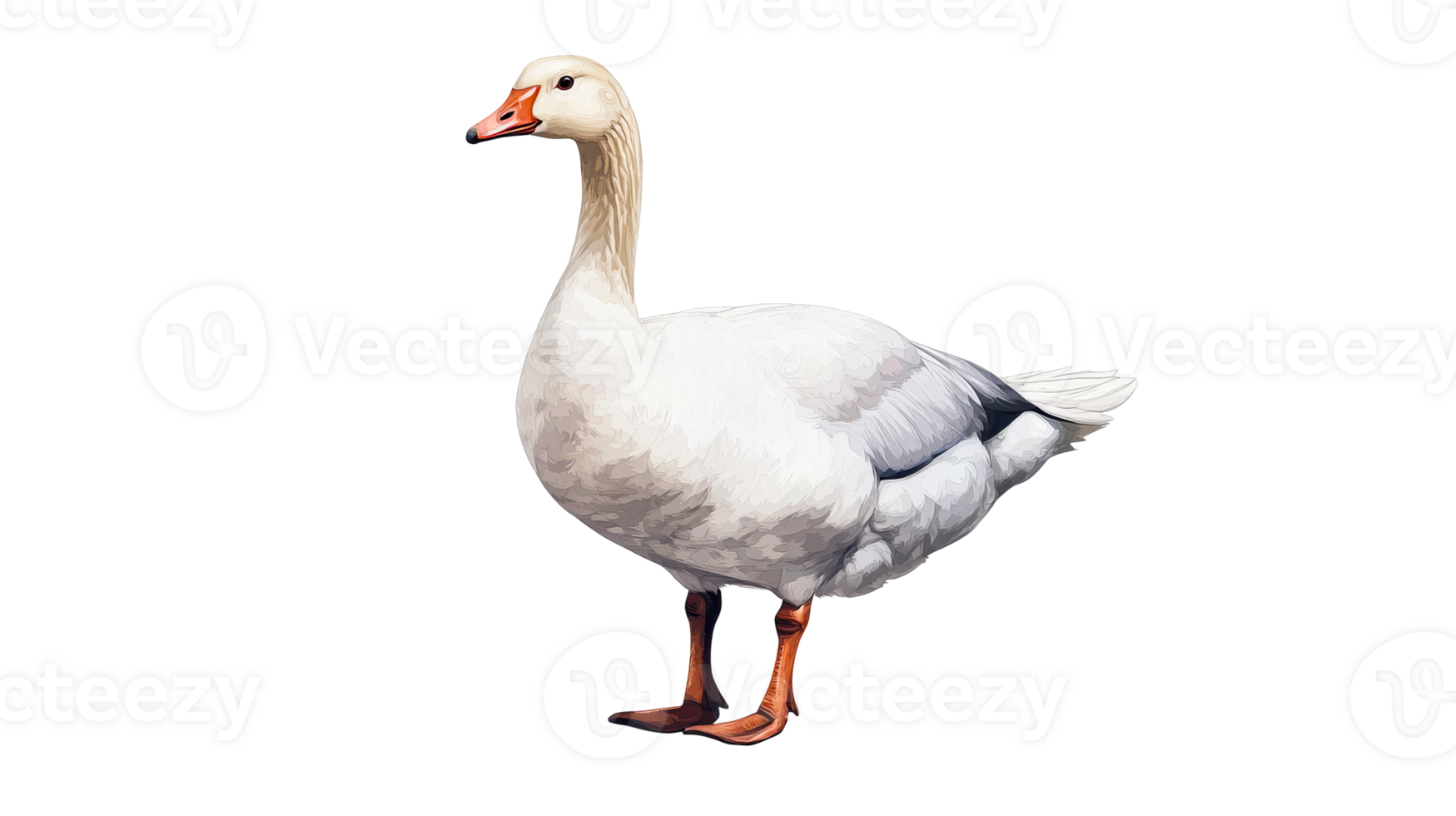 Snow Goose Standing Bird With Orange Beak, cut out transparent png