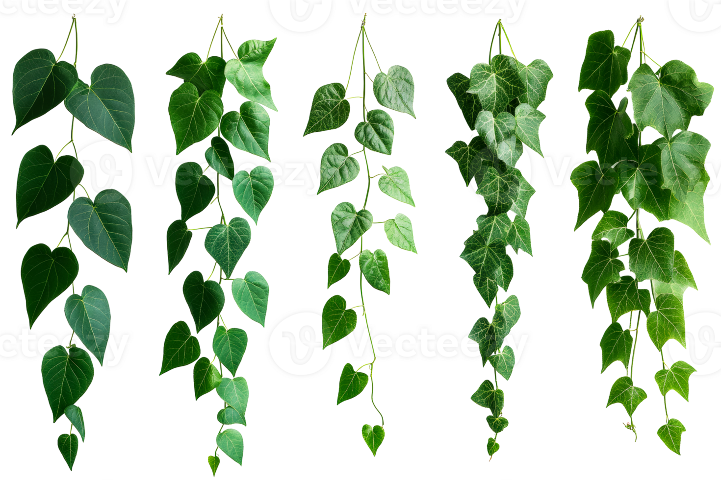 Hanging ivy vines, green leaves assortment, creeper foliage, cut out transparent png
