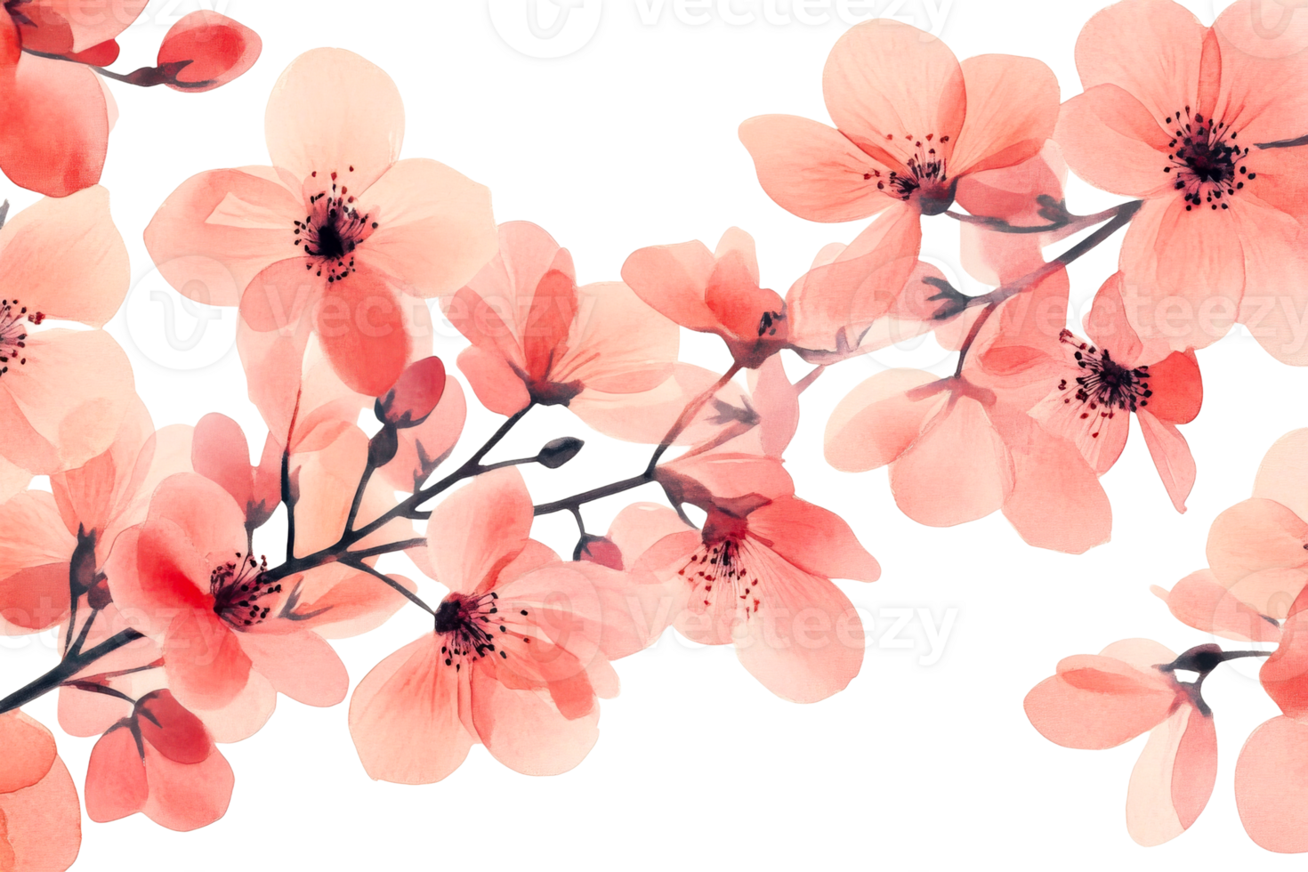 Peach blooms with transparent background, floral artwork, cut out transparent png