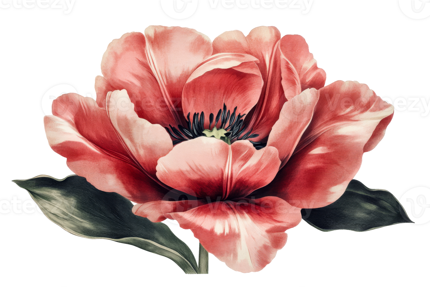 Vintage-style peony with delicate petals and leaf texture, cut out transparent png
