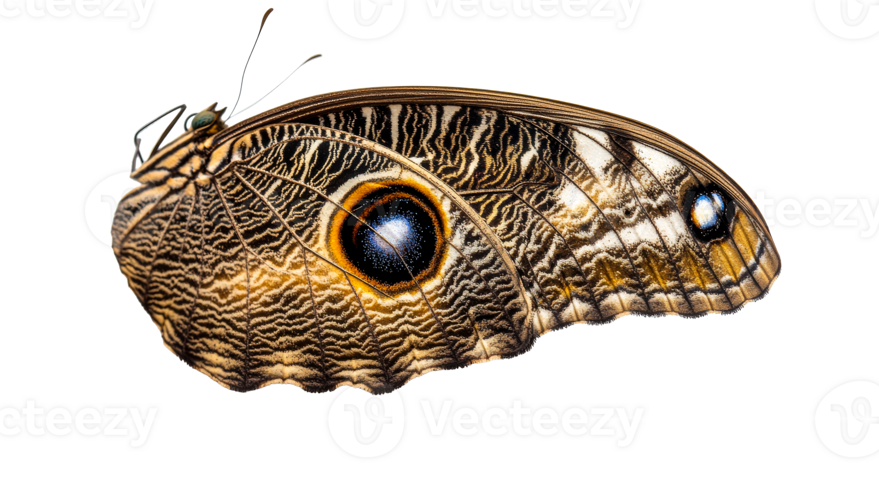 Owl butterfly wing pattern detail on dark background, cut out transparent png