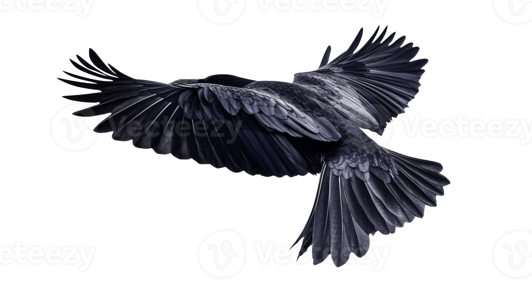 Raven soars, detailed feathers, wings outstretched, motion, black background, cut out transparent png