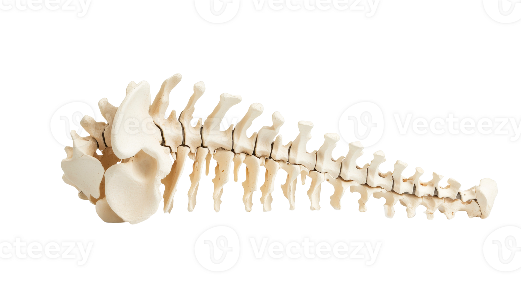 Anatomical spine with vertebrae and sacrum bones, cut out transparent png