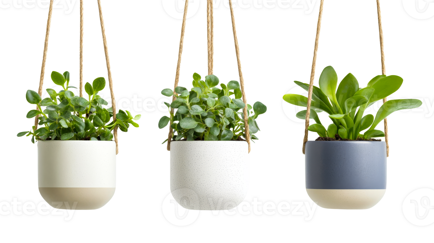 Hanging plants in colorful pots against black backdrop, cut out transparent png