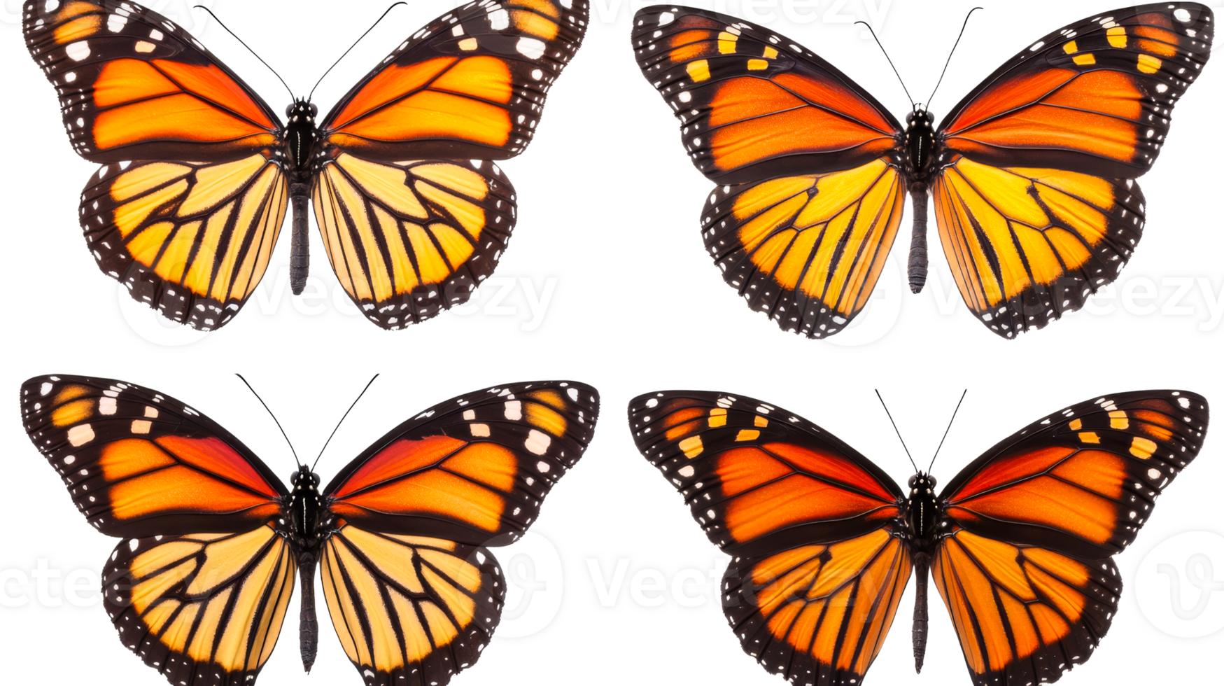 Monarch butterfly collection showcases vibrant wings, cut out transparent png