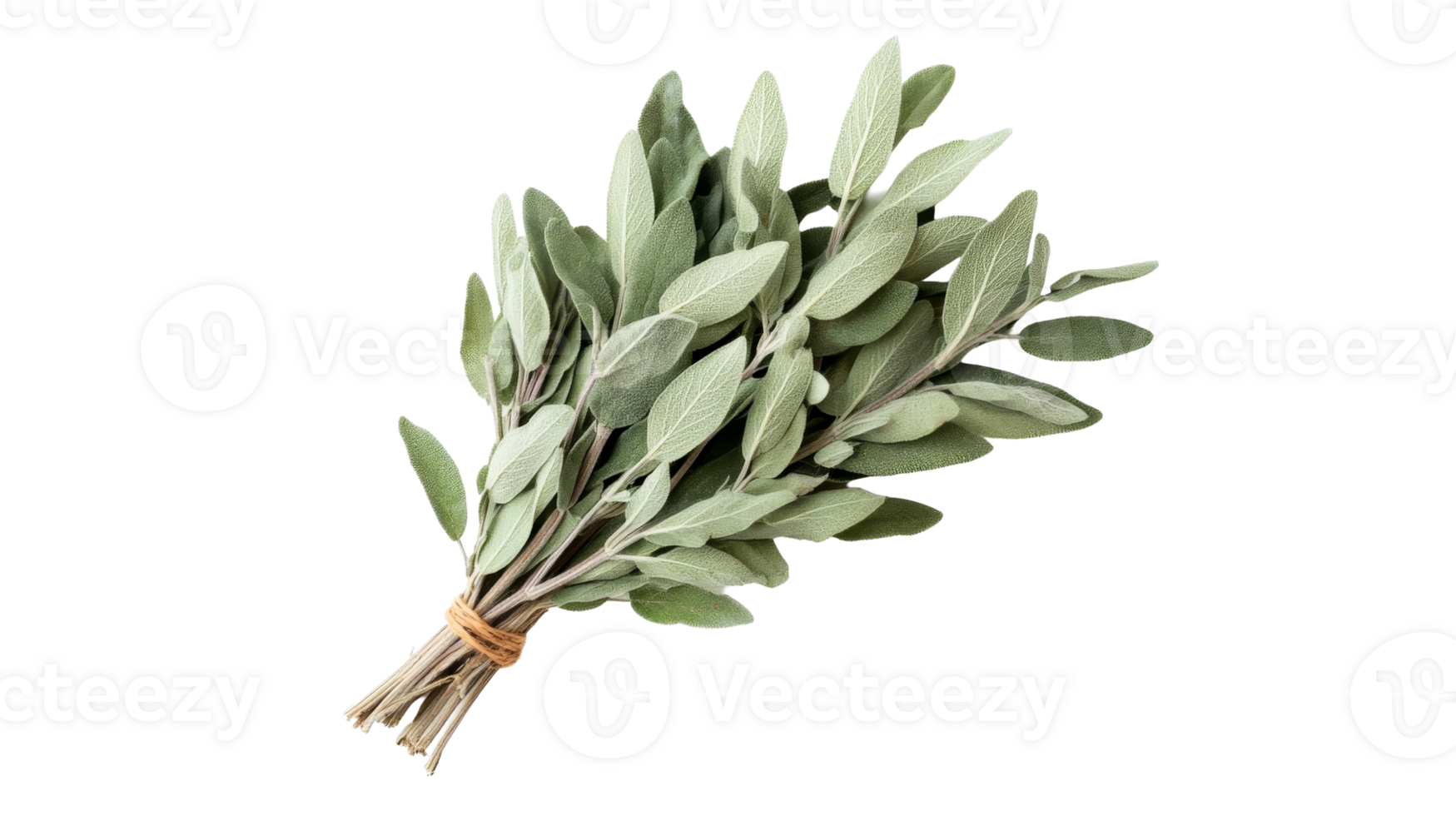 Bundle of fresh sage herb, ingredient, cuisine, aromatic, cut out transparent png