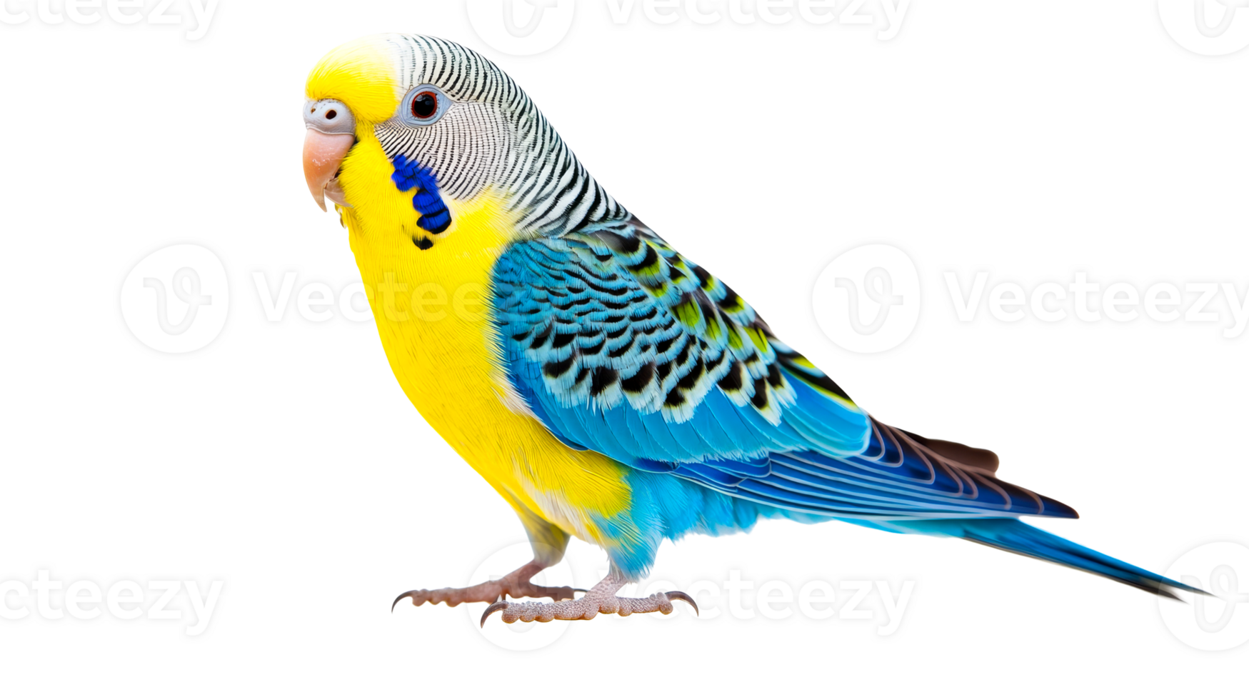 Budgie bird with yellow head and blue wings, cut out transparent png