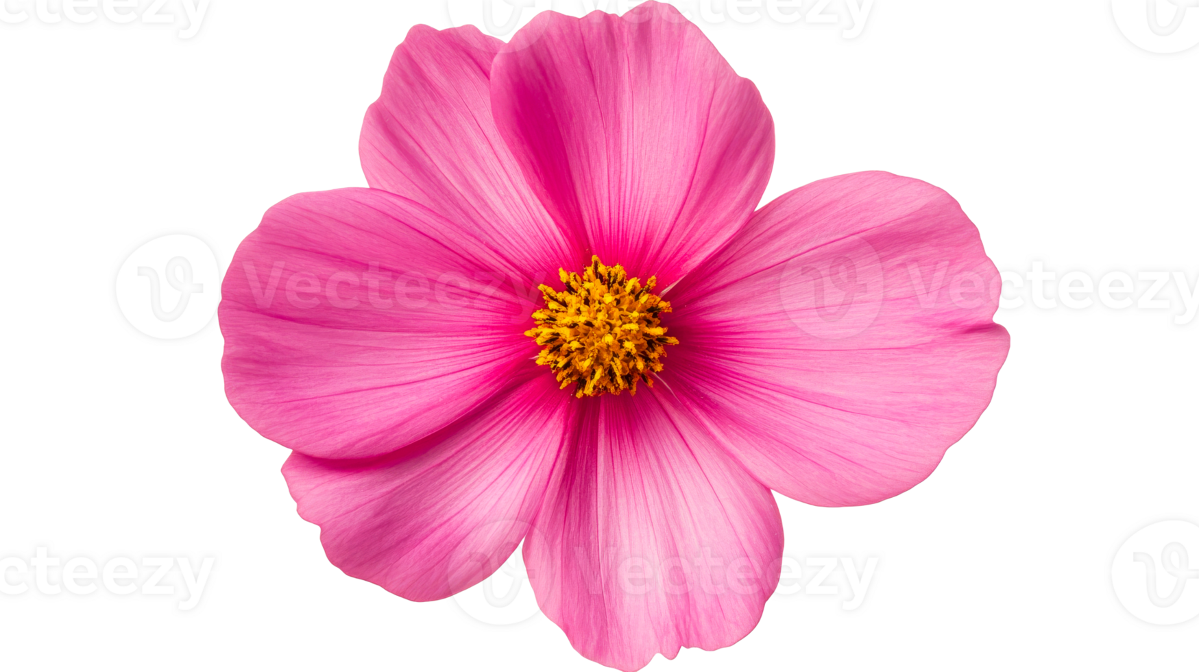 Bright Pink Cosmos Flower Blossom with Yellow Center, cut out transparent png