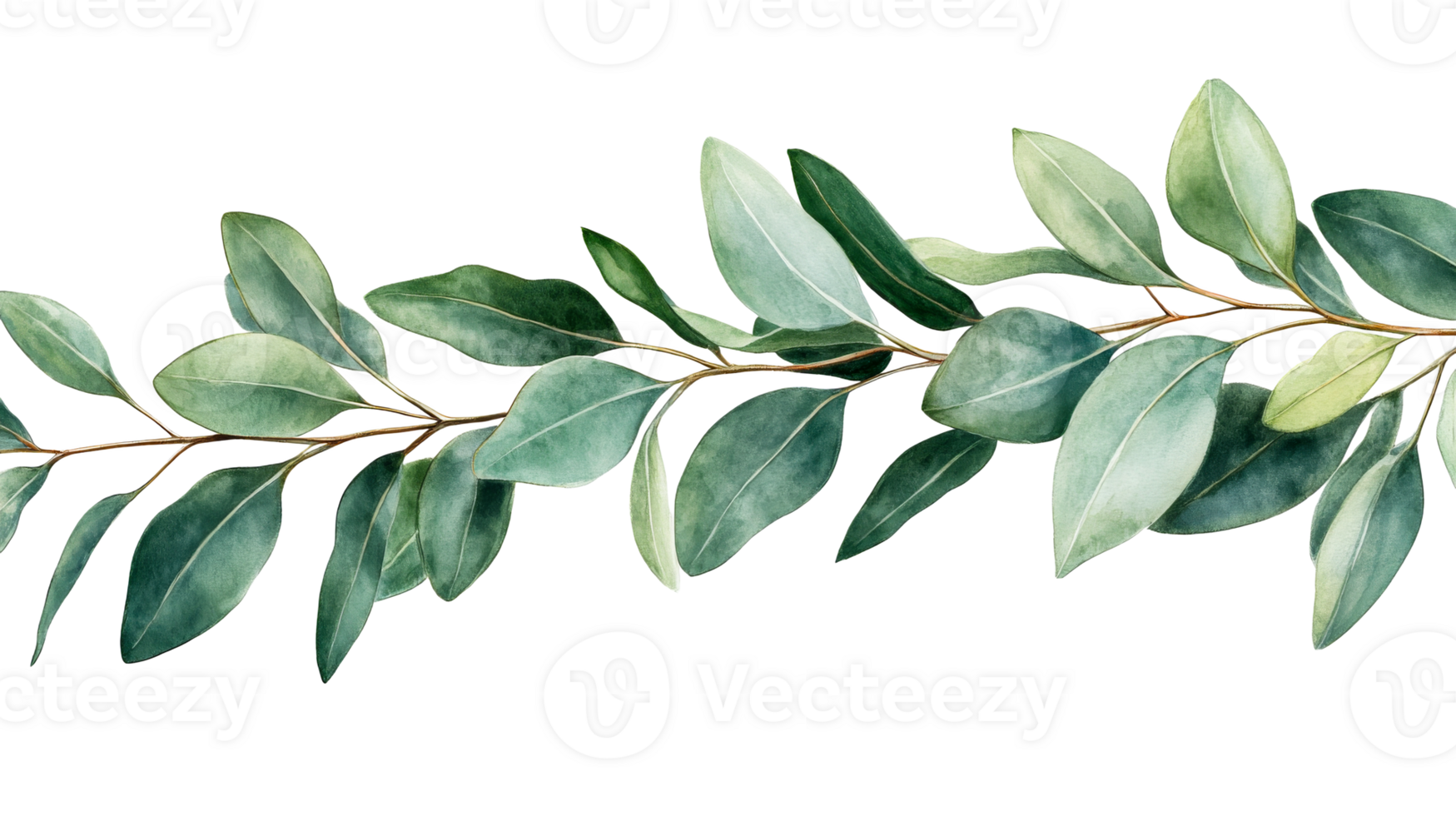 Eucalyptus branch with green leaves on a black background, cut out transparent png