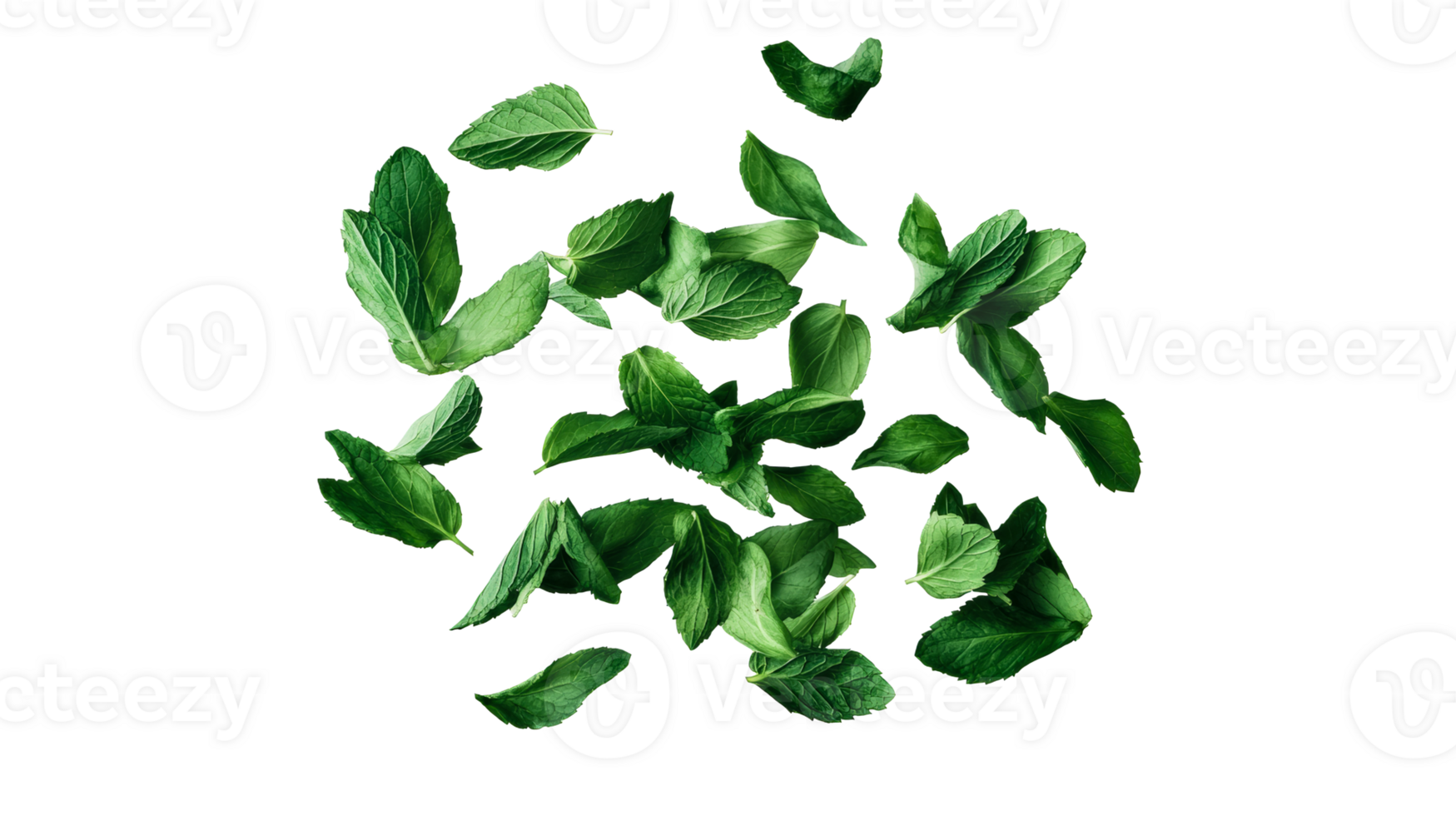 Fresh green mint leaves scattered on a black background, cut out transparent png