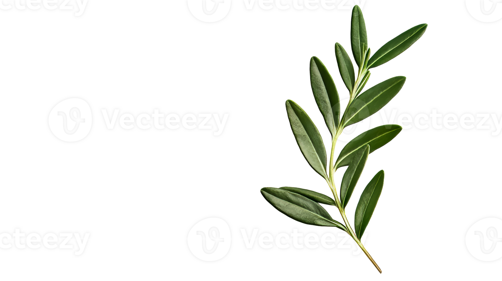 Green olive branch with leaves close-up on a black background, cut out transparent png