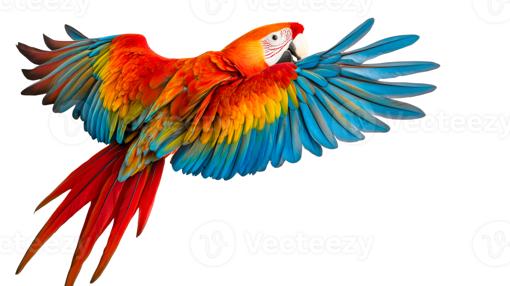 Magnificent scarlet macaw flying, wings spread, isolated, cut out transparent png