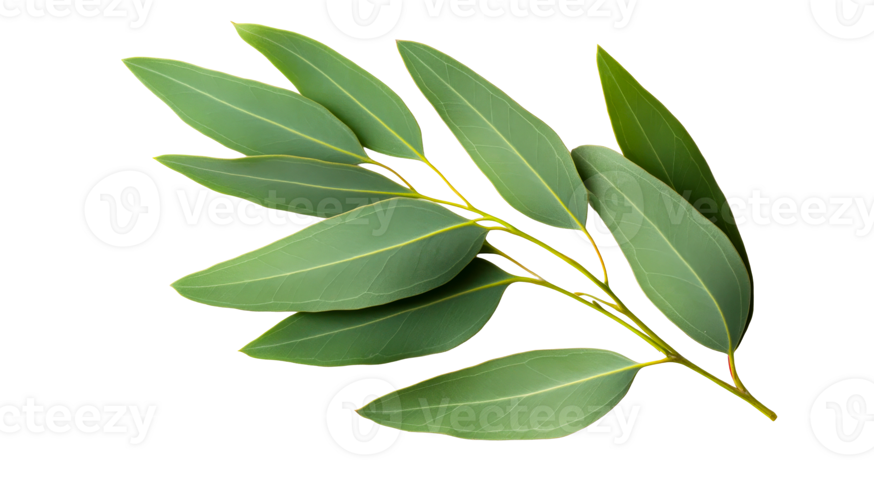 Fresh eucalyptus branch with leaves, medicinal plant, cut out transparent png
