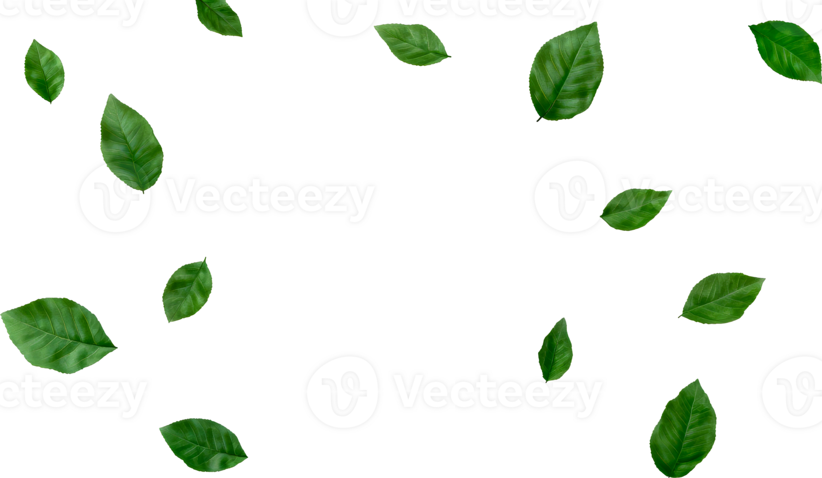 Green leaves scattered on black background, cut out transparent png