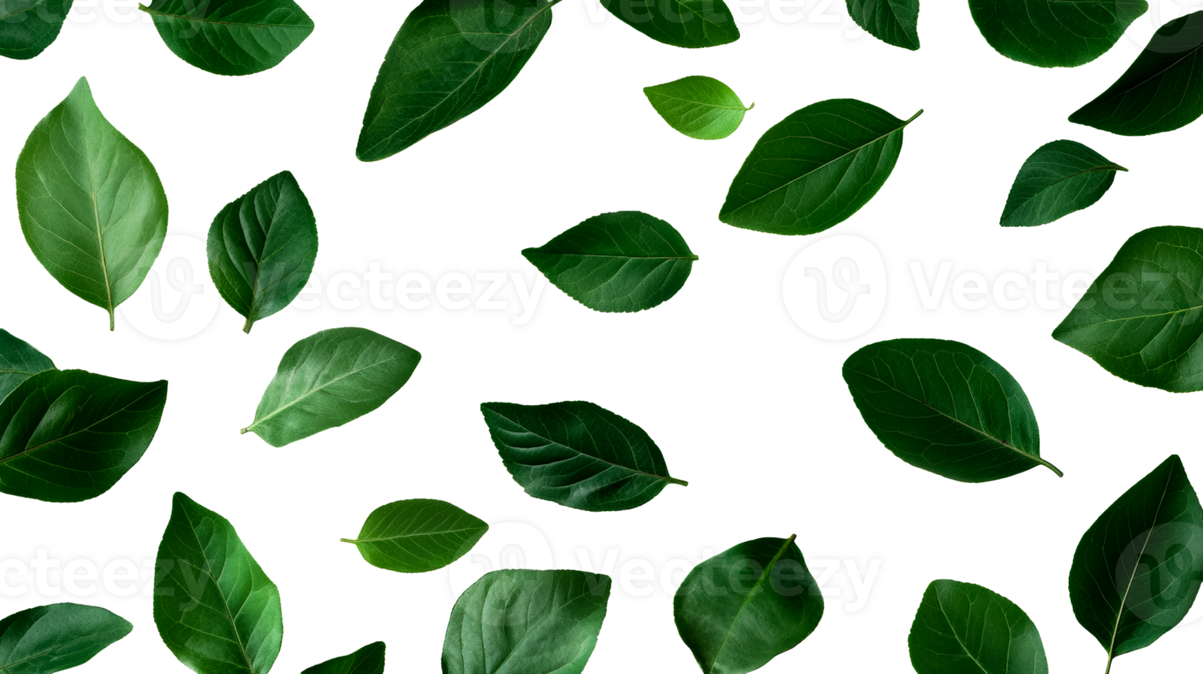 Green leaves isolated on a black background, cut out transparent png