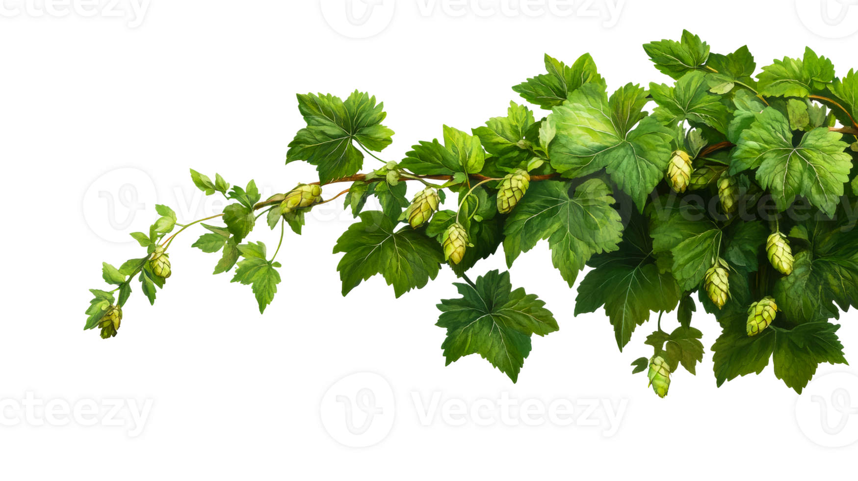 Detailed hop branch foliage illustration, greenery, green, isolated, cut out transparent png