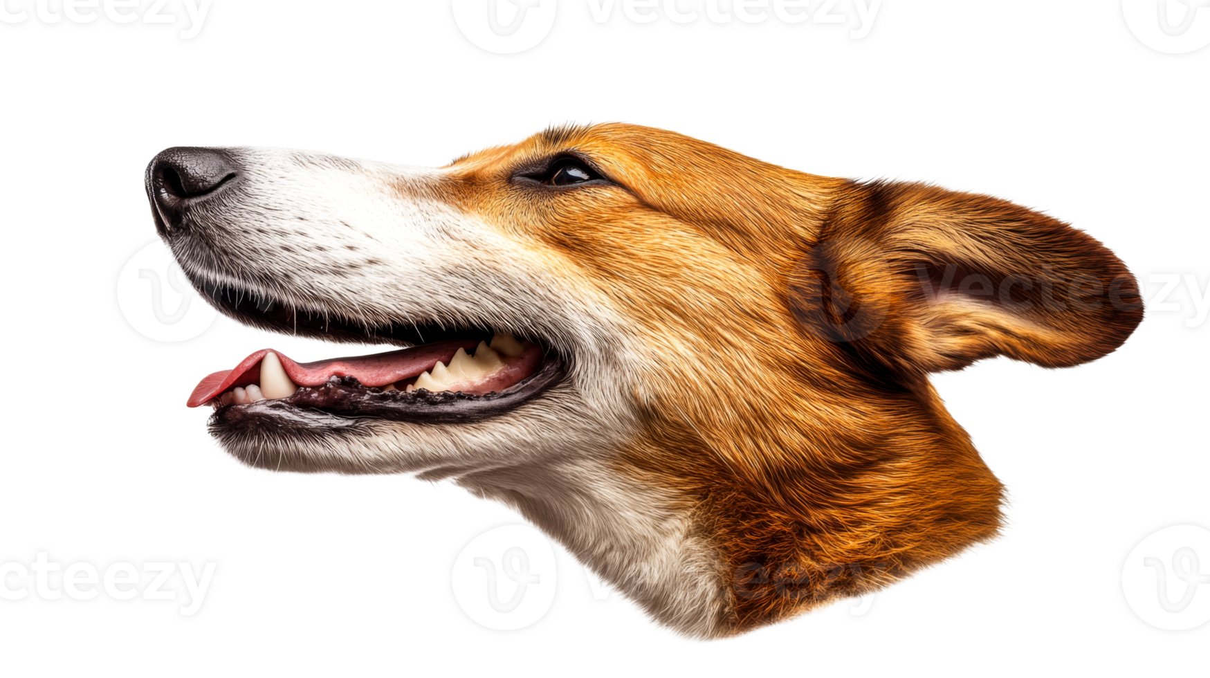 Joyful dog portrait, open mouth, isolated on black, canine happiness, cut out transparent png
