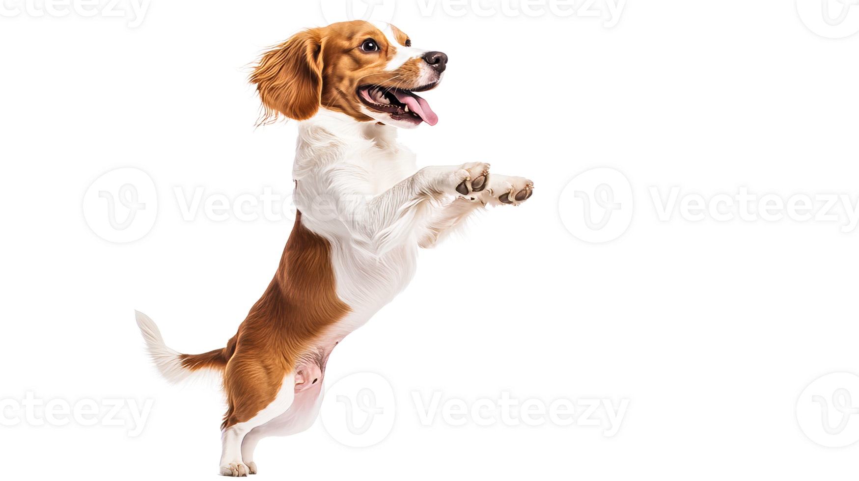 Playful brown-white spaniel leaping, tongue out, isolated, cut out transparent png