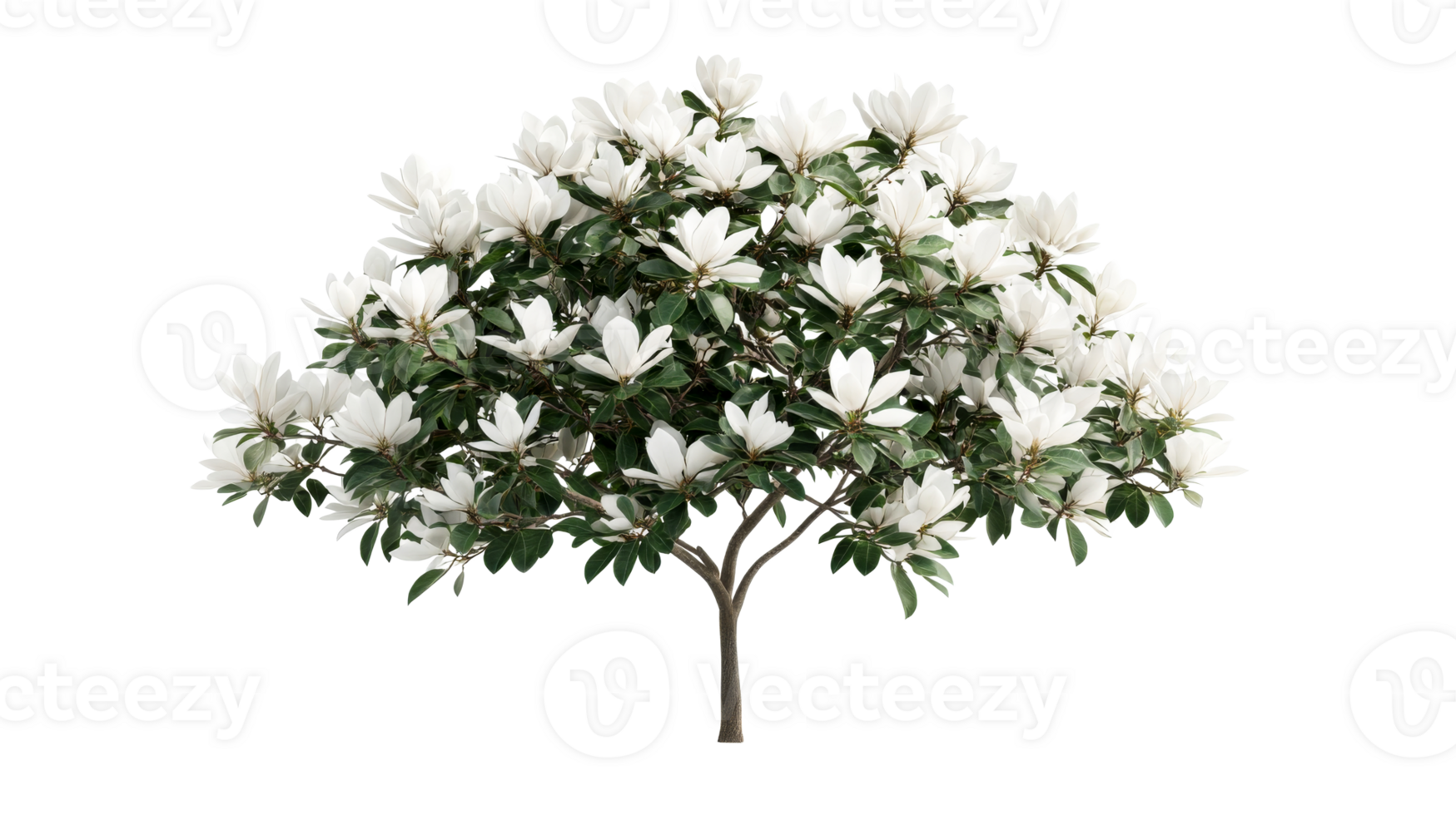 Magnolia tree in full bloom, white flowers, green leaves, cut out transparent png