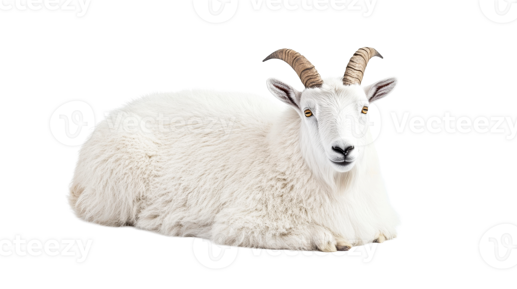 Majestic white mountain goat lying down peacefully, cut out transparent png