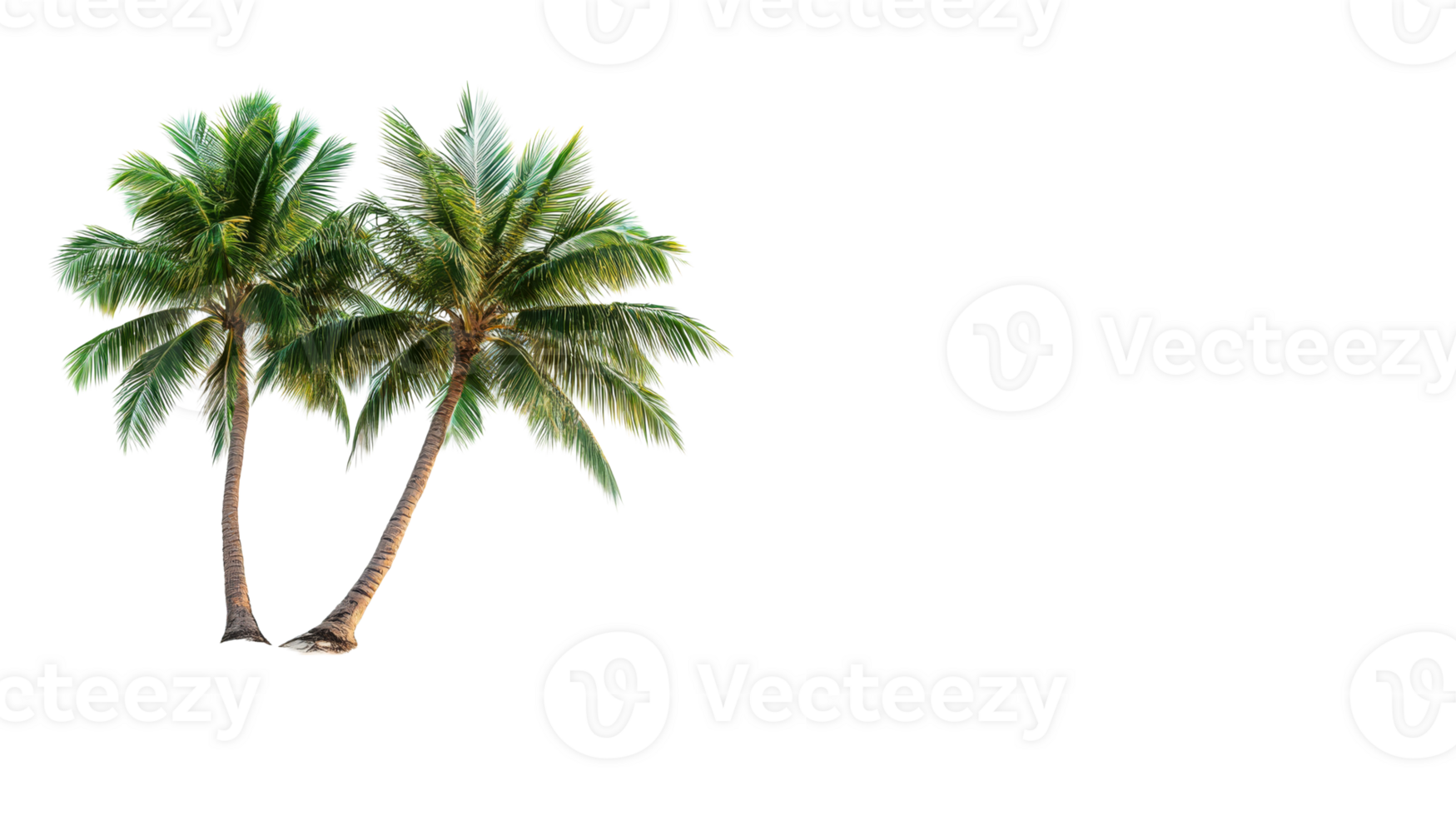 Two green palm trees, tropical nature, black background, cut out transparent png