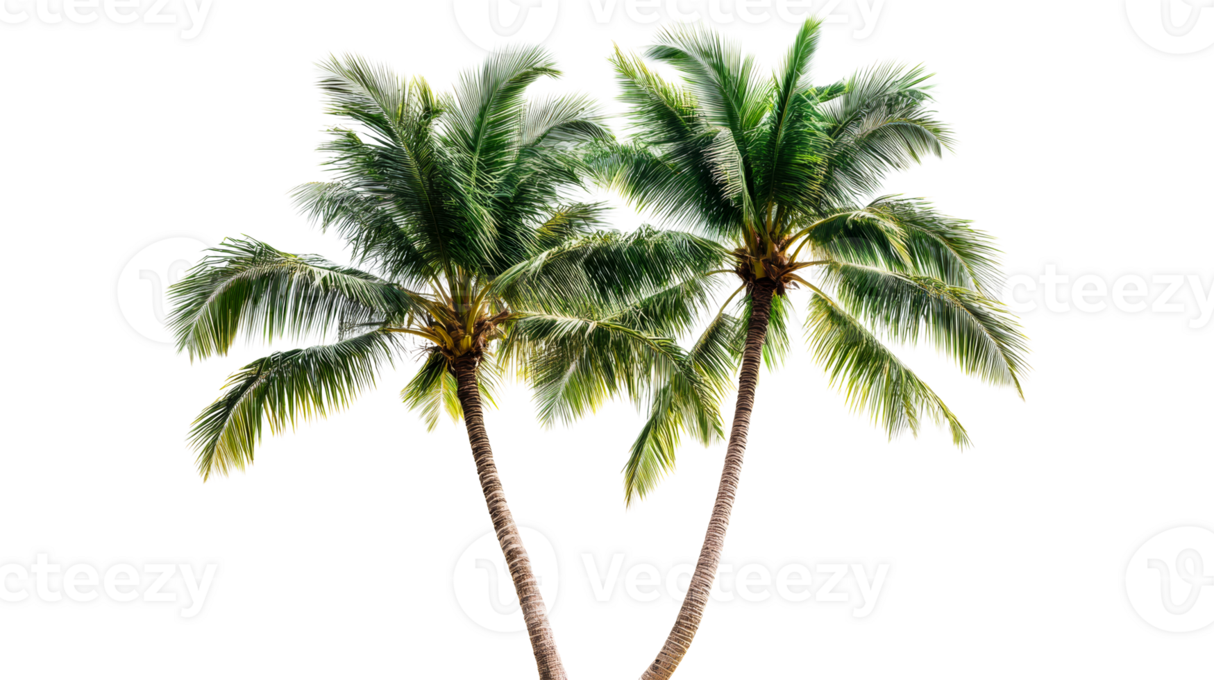 Twin palm trees, tropical, exotic, nature, trunks, leaves,isolated, cut out transparent png