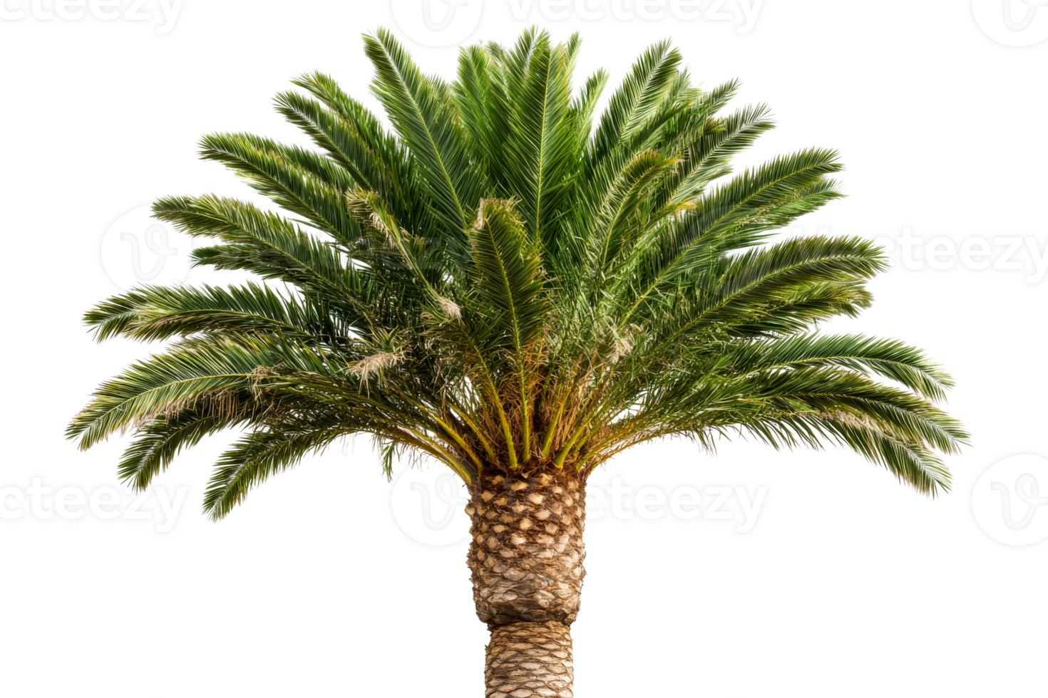 Majesty green palm tree with long leaves and textured trunk, cut out transparent png