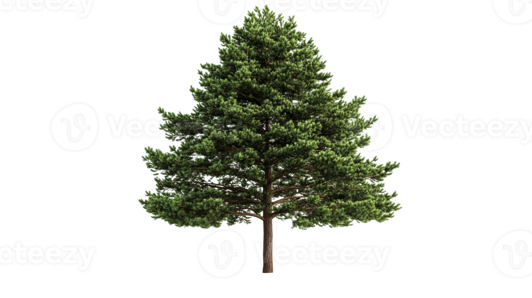 Evergreen pine tree with lush foliage, cut out transparent png