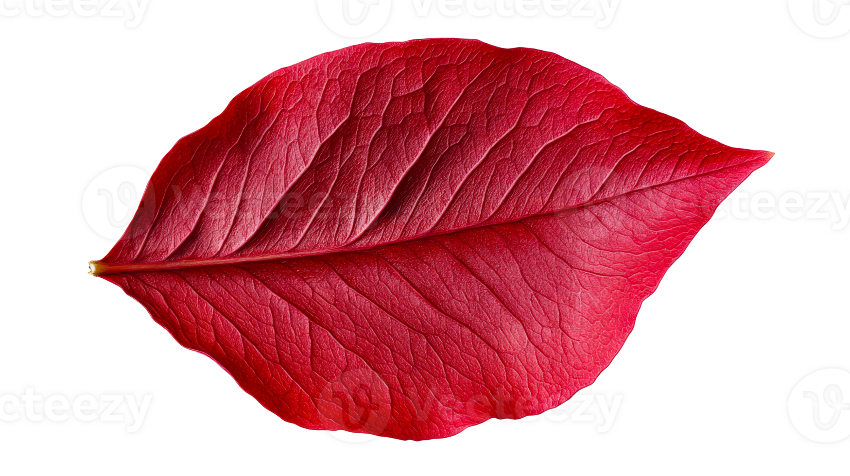 Vibrant Red Leaf Veins Texture Isolated on Black Background, cut out transparent png