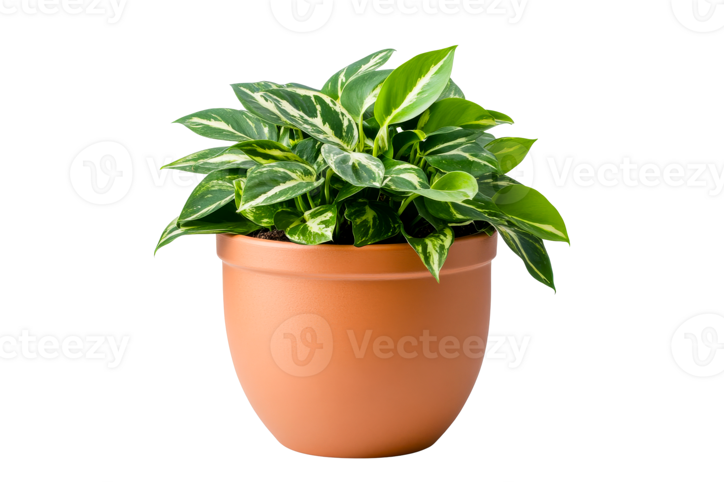 Variegated pothos plant in pot, isolated cutout transparent png
