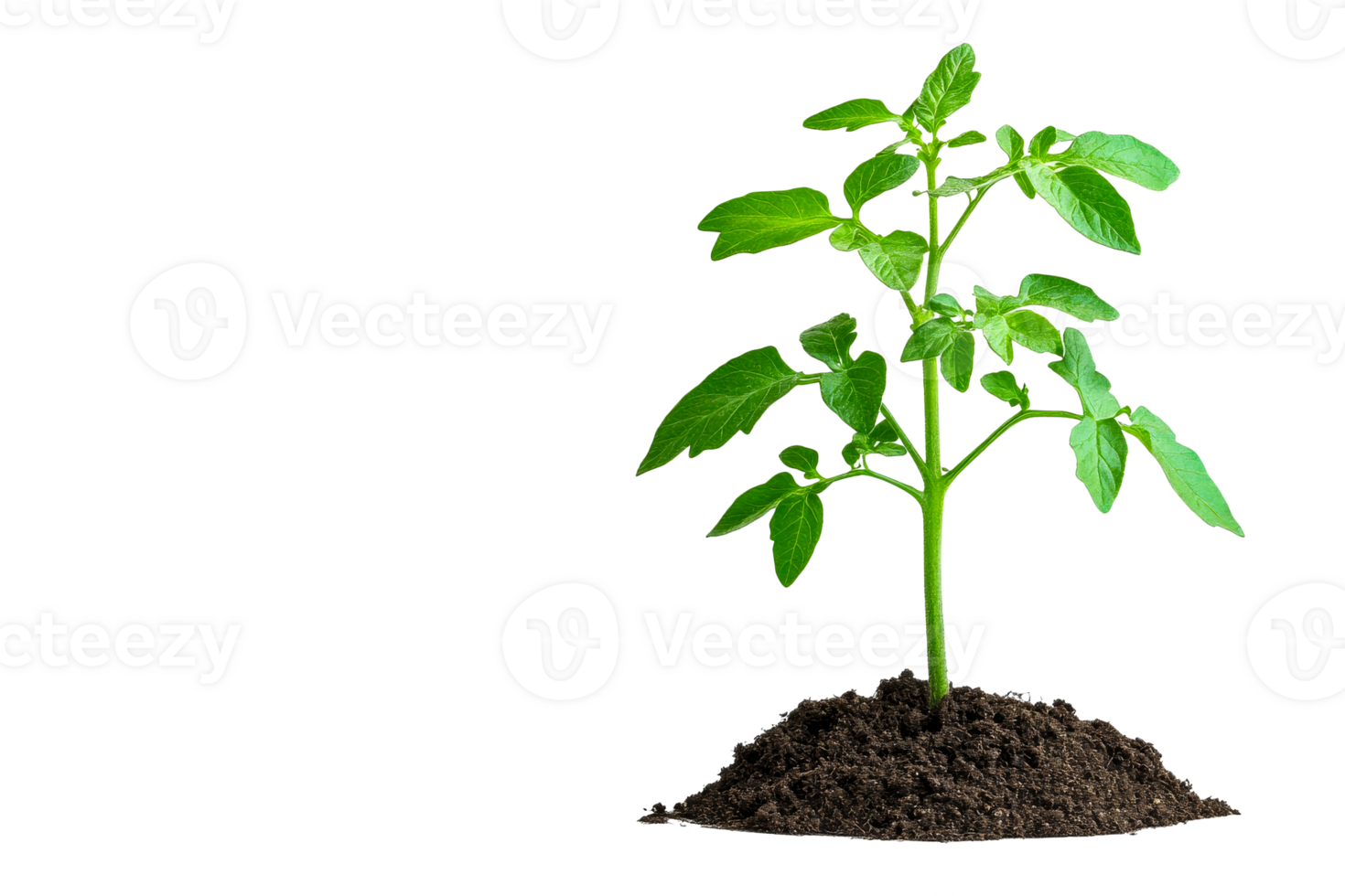 Young tomato plant with green leaves sprouting from soil, cut out transparent png