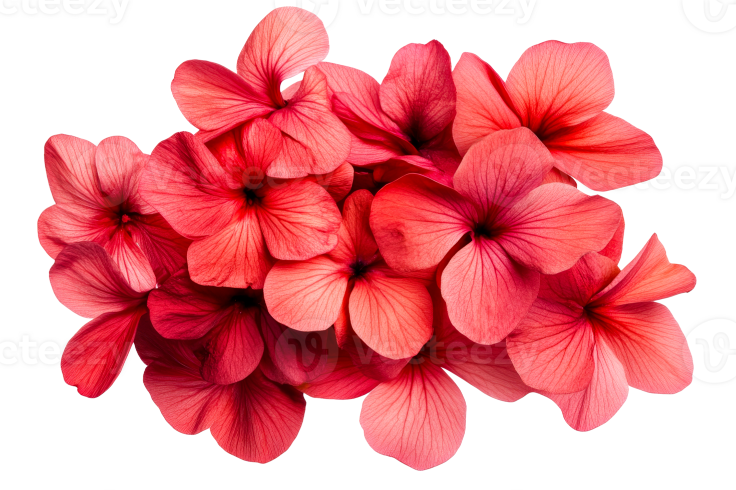 Red flowers pelargonium petals background, blooming, close-up, transparent png