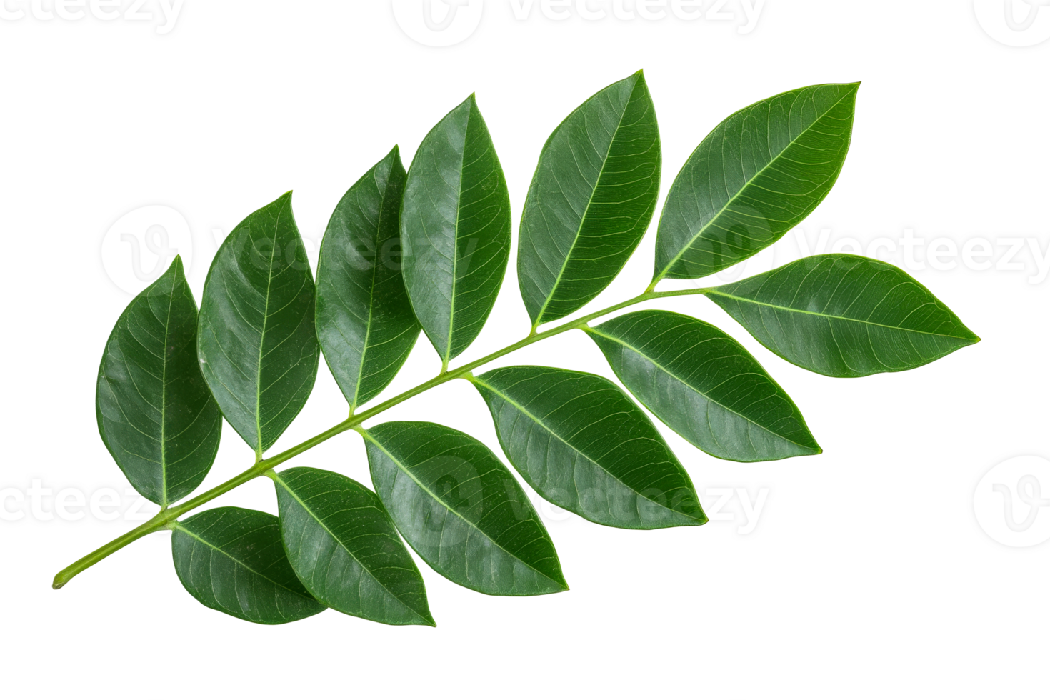 Green branch with leaves, isolated, cutout transparent png