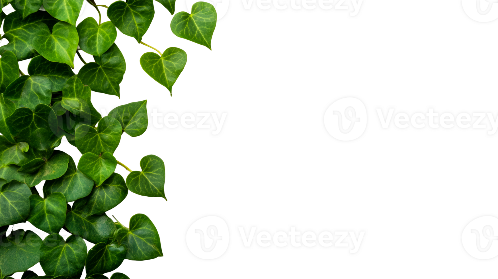 Green ivy leaves on transparent background for decoration purposes png