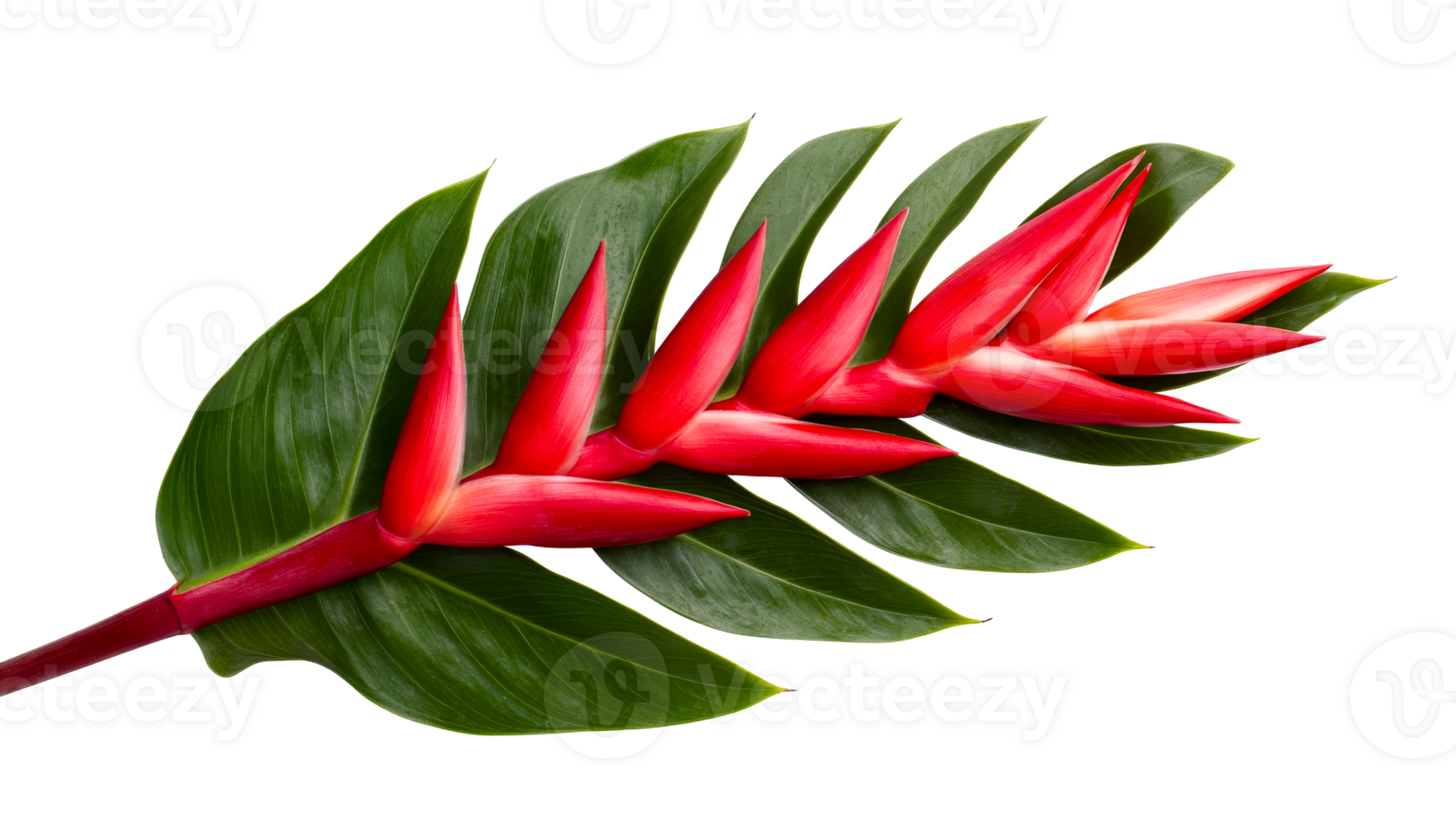 Red heliconia flowers and green leaves on clear background png