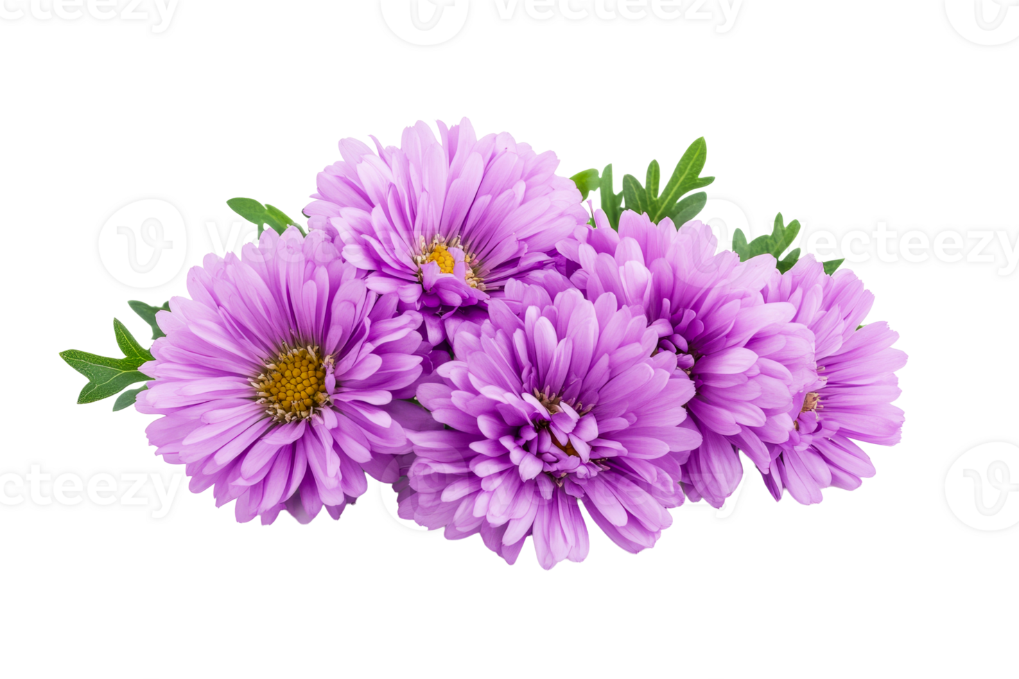 Purple daisies with green leaves on a clear background png