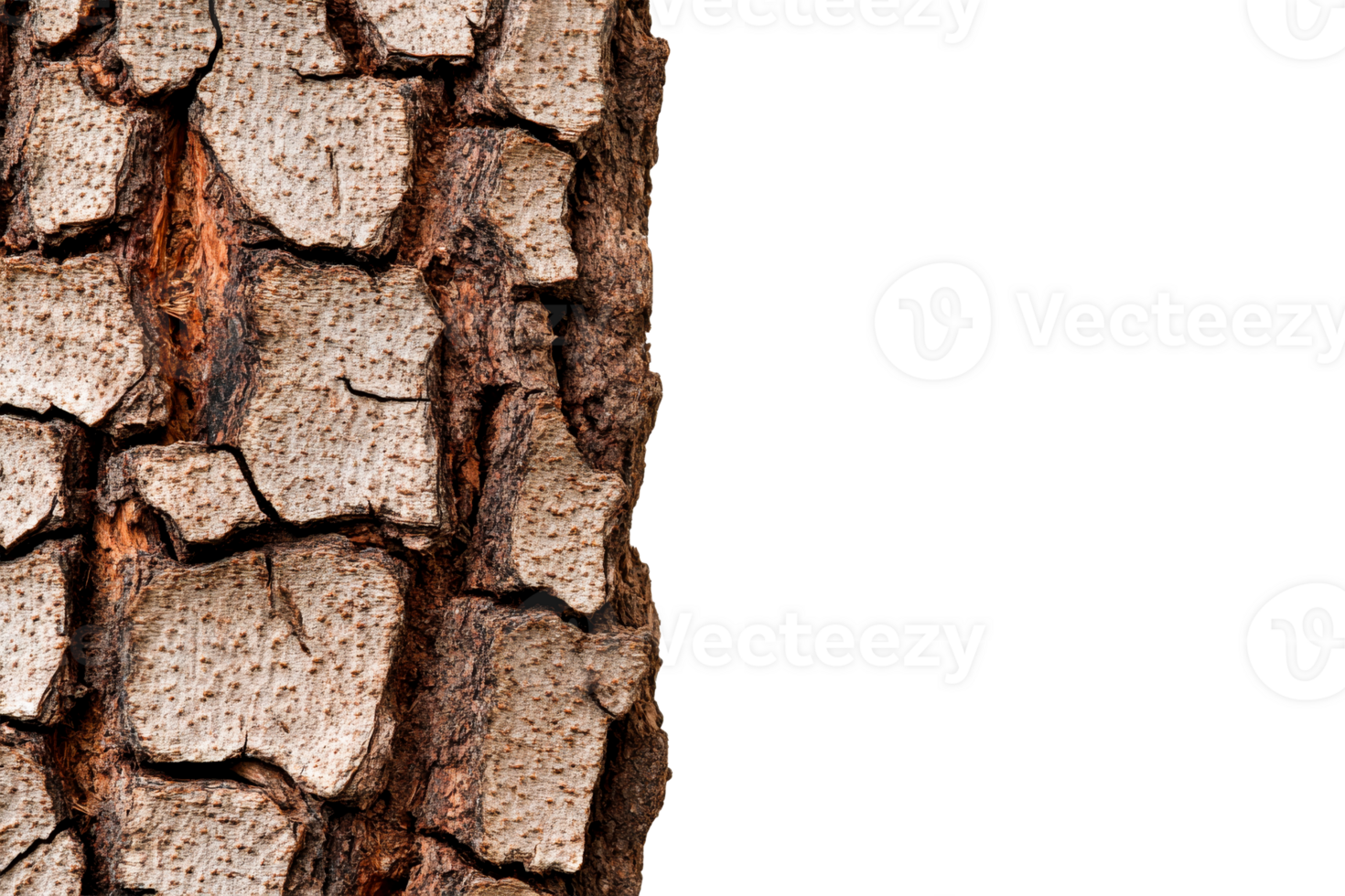 Detailed close up of textured tree bark with transparent background png