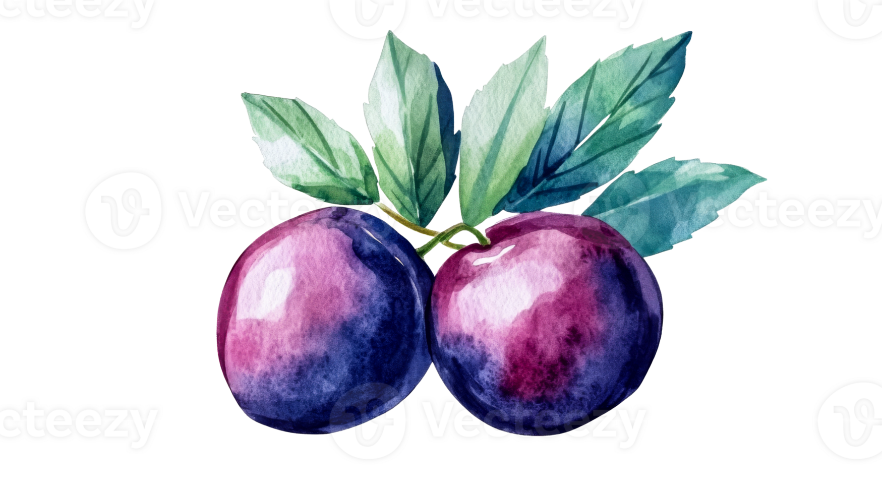 Watercolor plums fruit, leaves painting, still life rendering, cut out transparent png