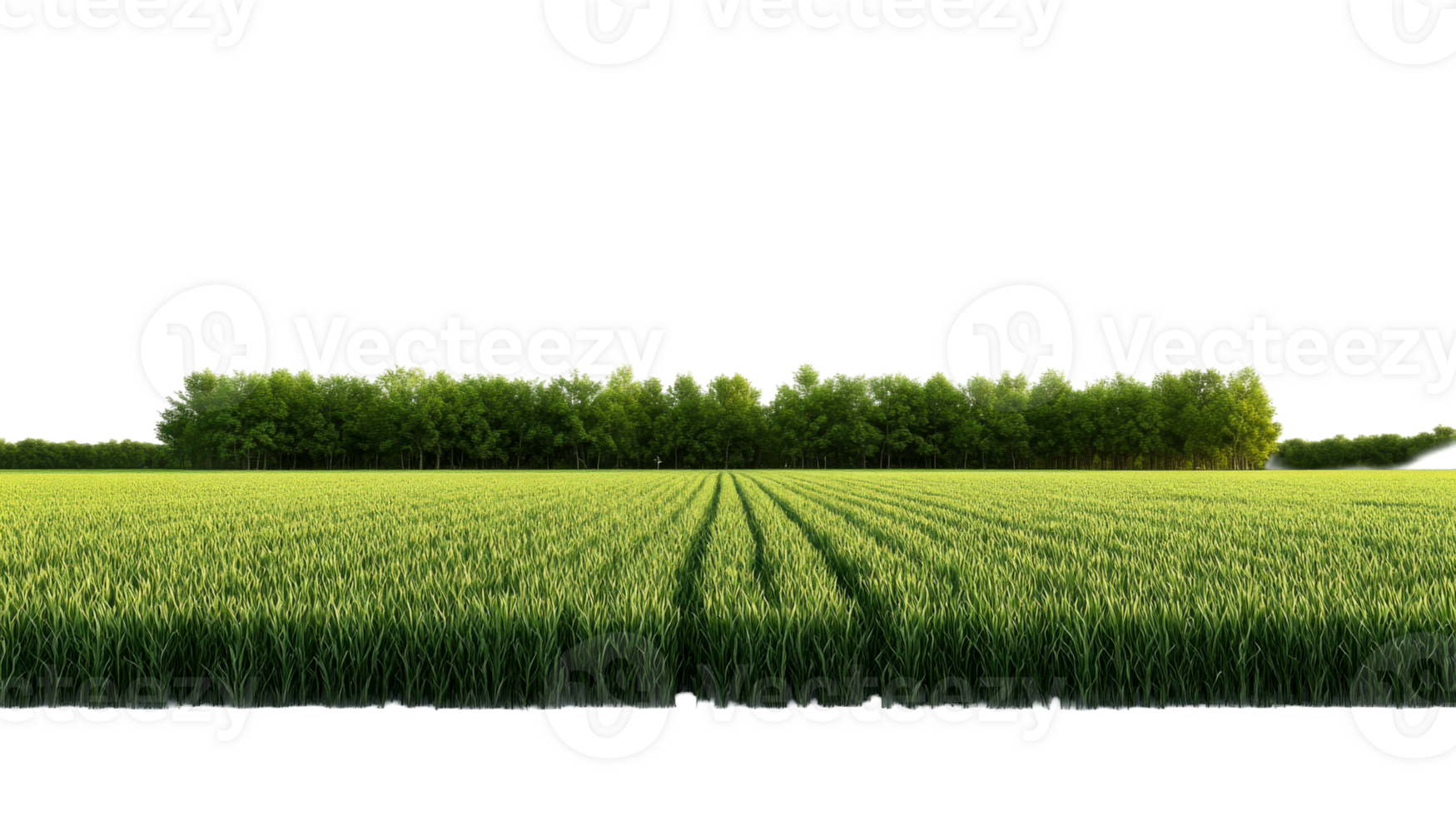 Field with the ripe harvest and forest in the background, cut out transparent png